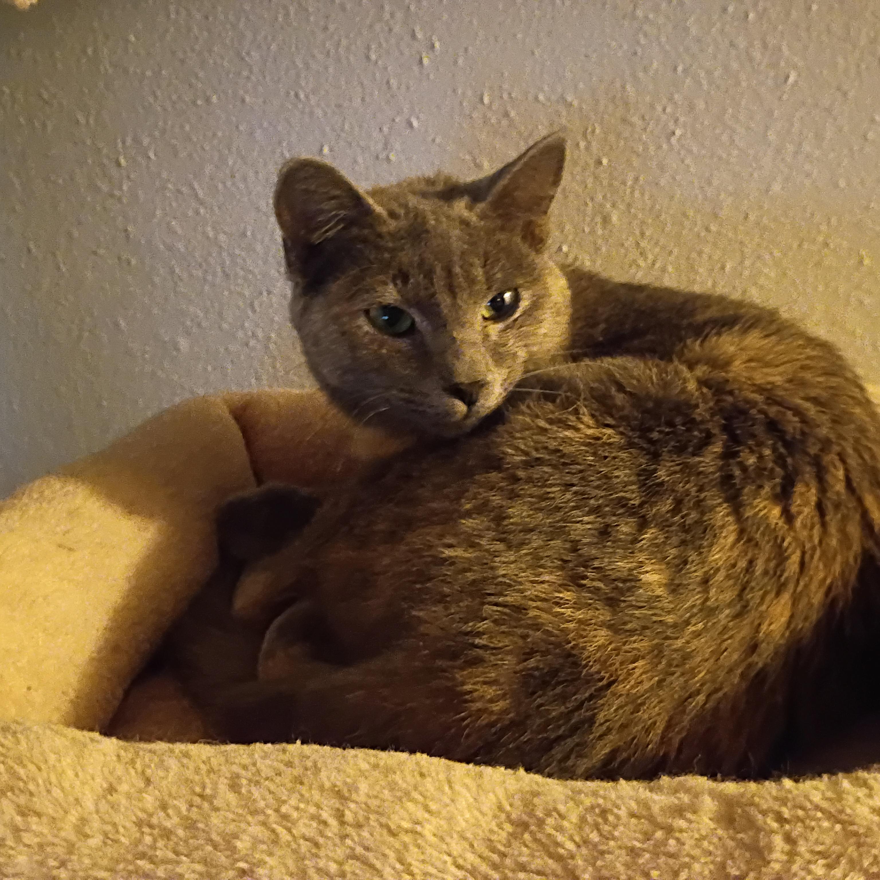 Plum, a ADOPTABLE Dilute Tortoiseshell in Pocatello, ID image 2/5