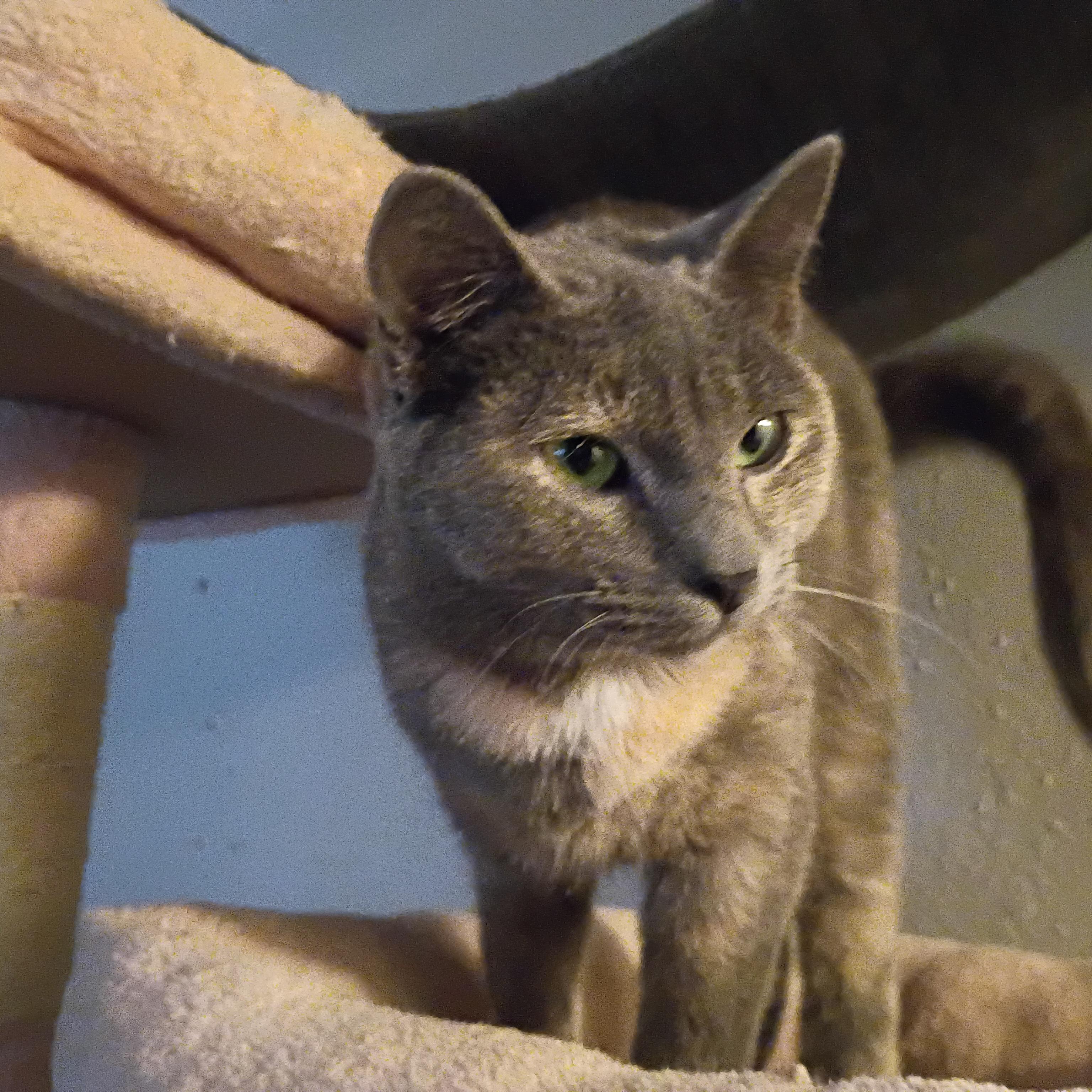 Plum, a ADOPTABLE Dilute Tortoiseshell in Pocatello, ID image 3/5