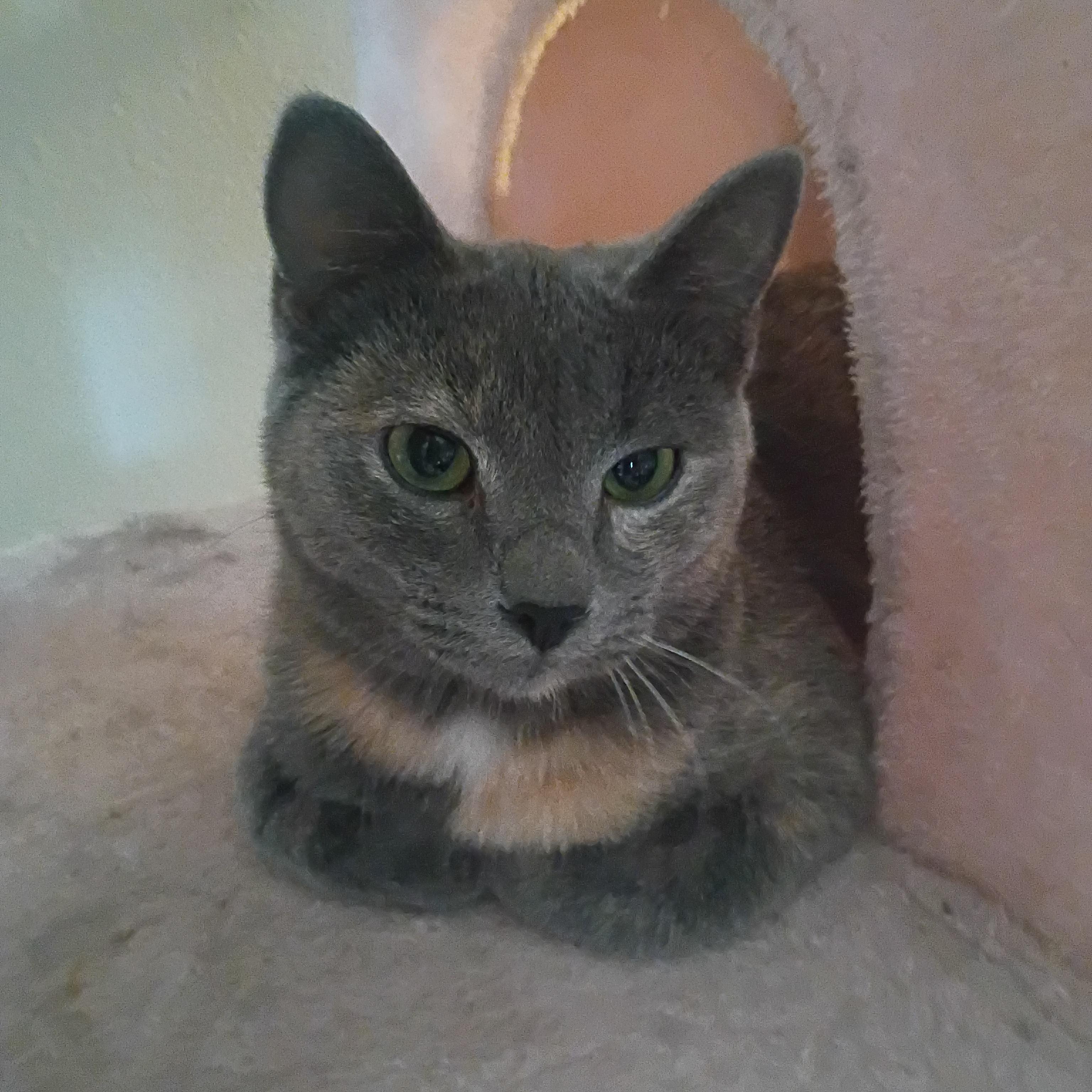 Plum, a ADOPTABLE Dilute Tortoiseshell in Pocatello, ID image 4/5