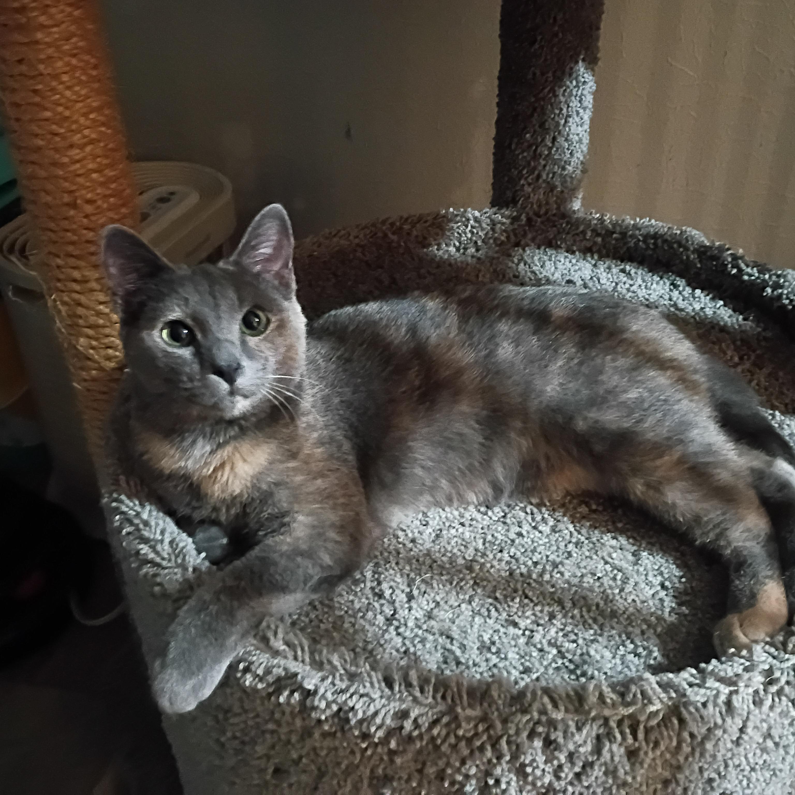 Enlarge Plum, a ADOPTABLE Dilute Tortoiseshell in Pocatello, ID image 6/6