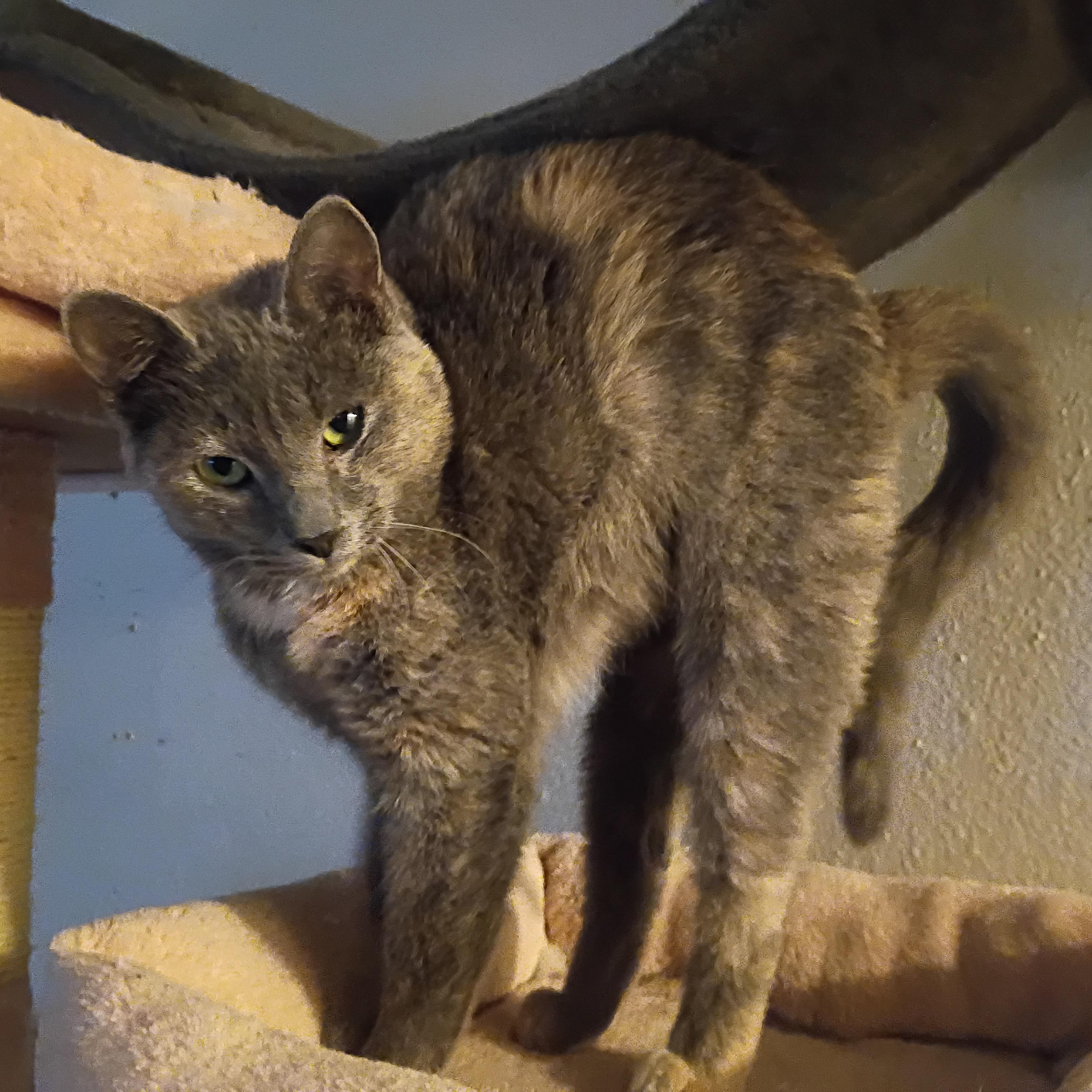 Plum, a ADOPTABLE Dilute Tortoiseshell in Pocatello, ID image 5/5