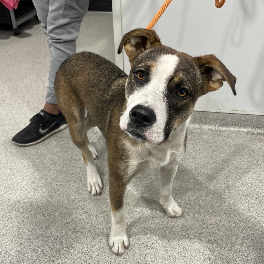 Rico, Adoptable, Adult Male Hound & Shepherd.