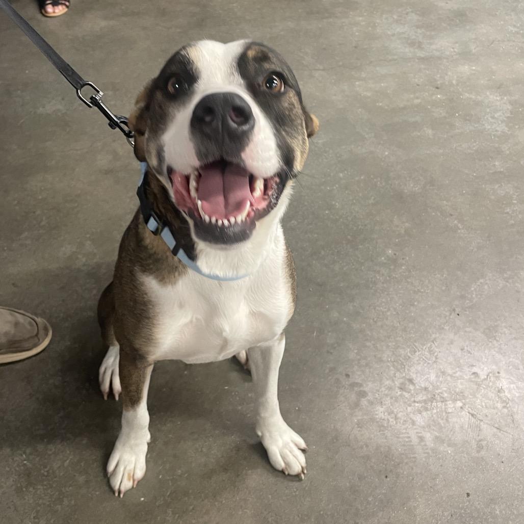 Enlarge Rico, a Adoptable mixed breed image 2/3