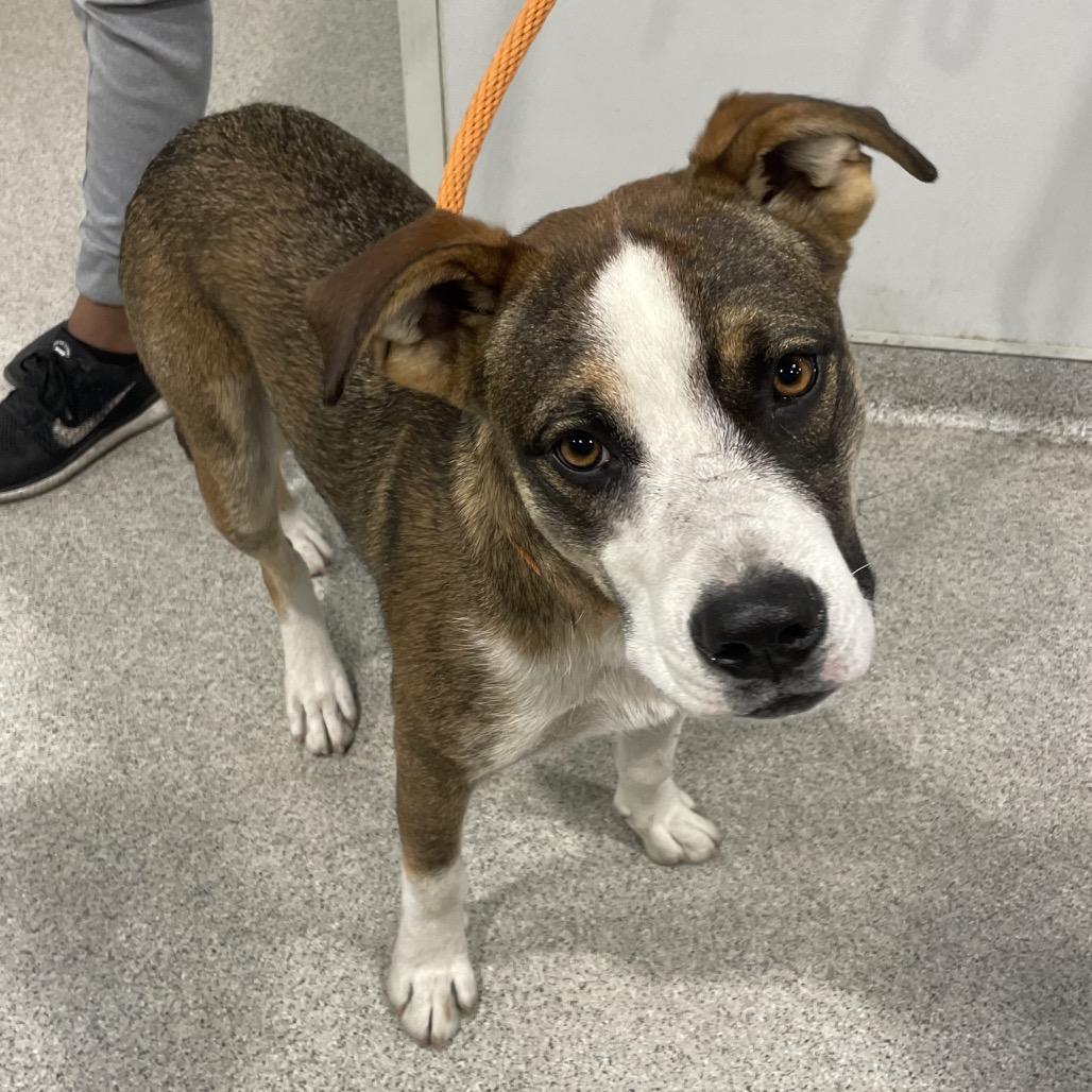 Enlarge Rico, a Adoptable mixed breed image 3/3