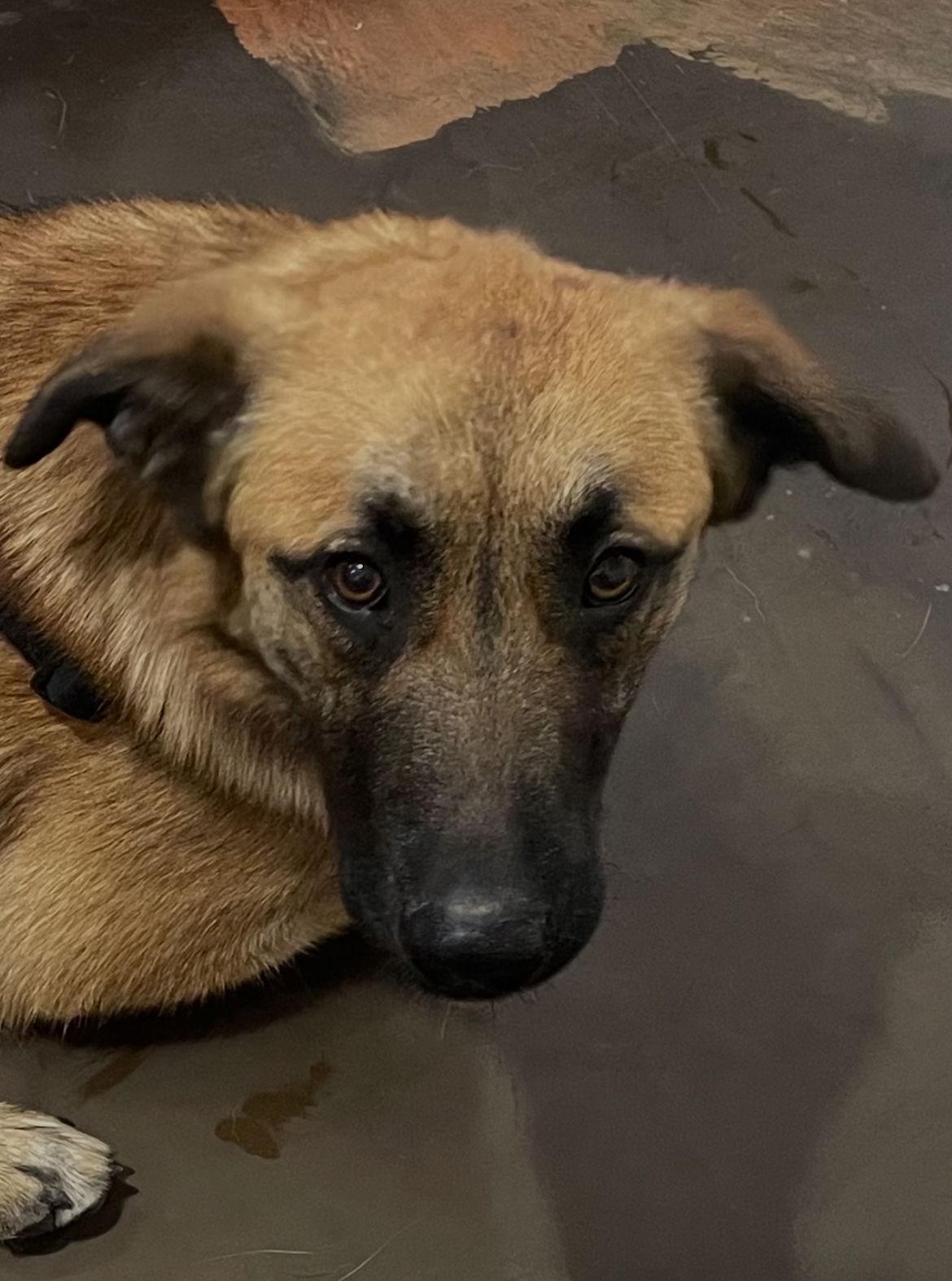 Valentine, Adoptable, Adult Female German Shepherd Dog.