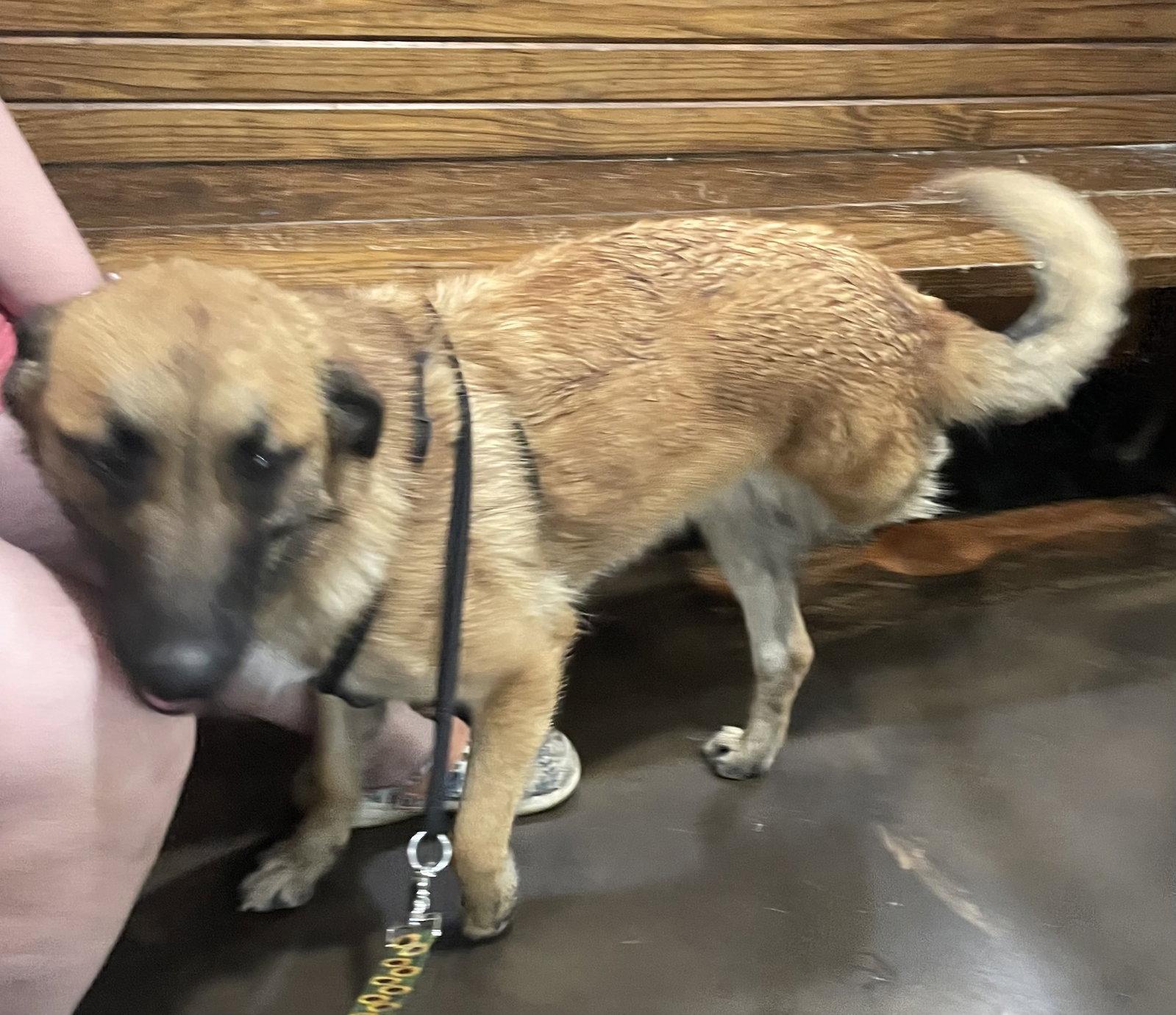 Enlarge Valentine, a Adopted German Shepherd Dog in Poplar Bluff, MO image 2/3