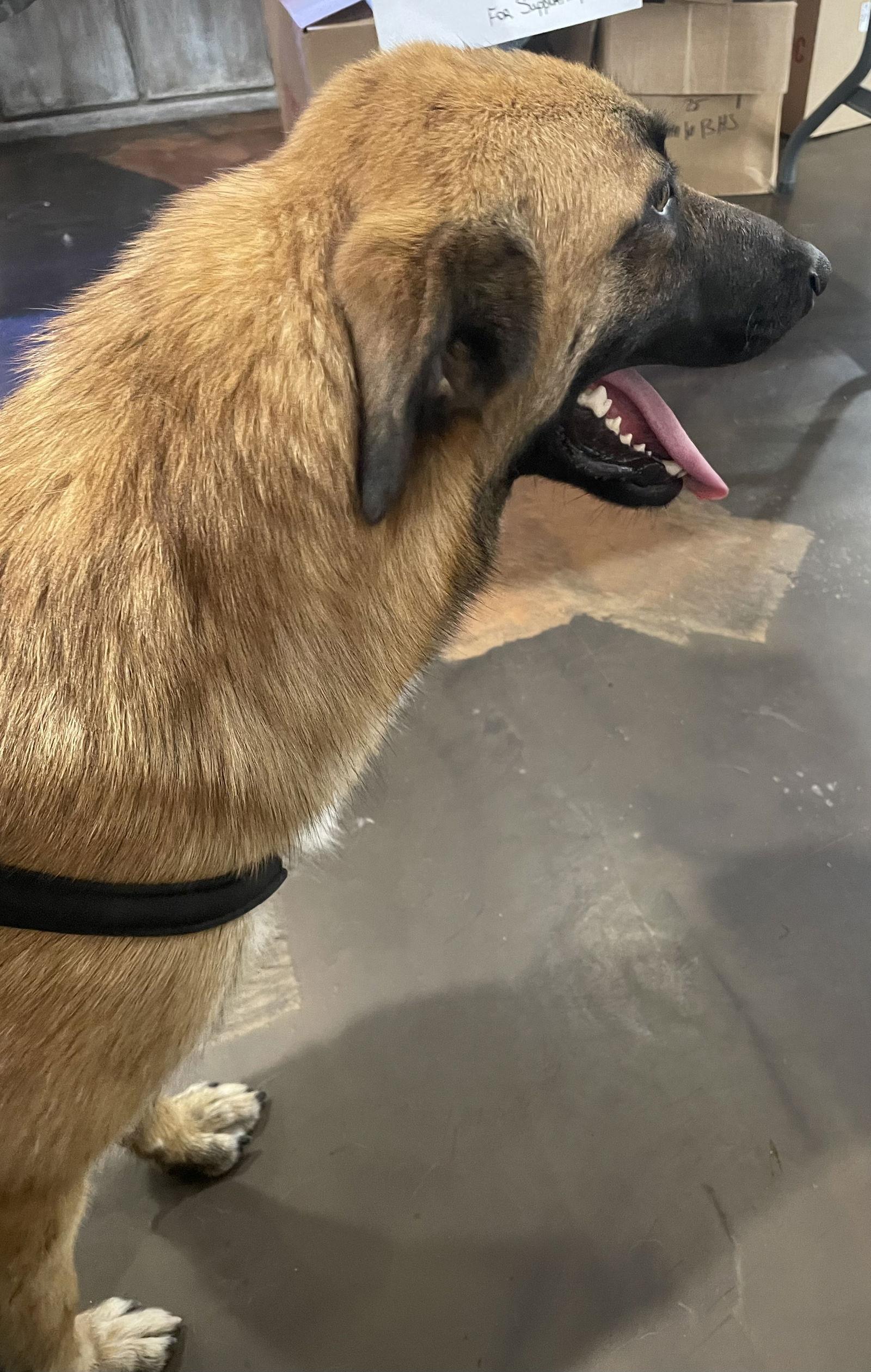 Valentine, a Adoptable German Shepherd Dog in Poplar Bluff, MO image 3/3