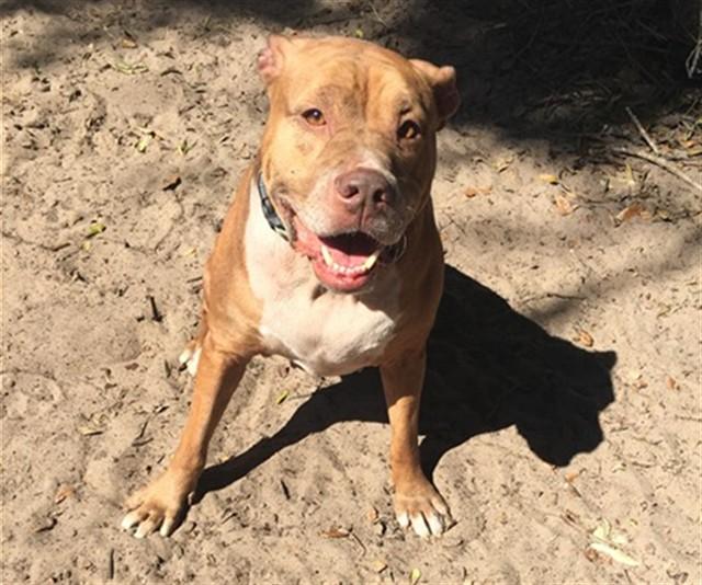 VENUS, a Adoptable mixed breed in Ocala, FL image 1/2