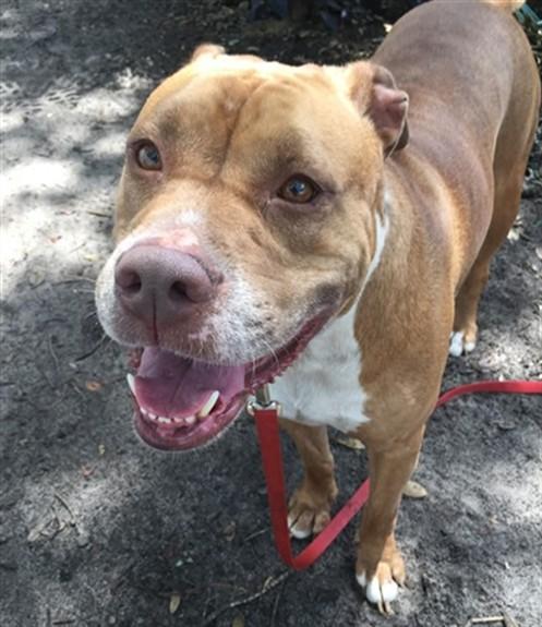 Enlarge VENUS, a Adoptable mixed breed in Ocala, FL image 1/1