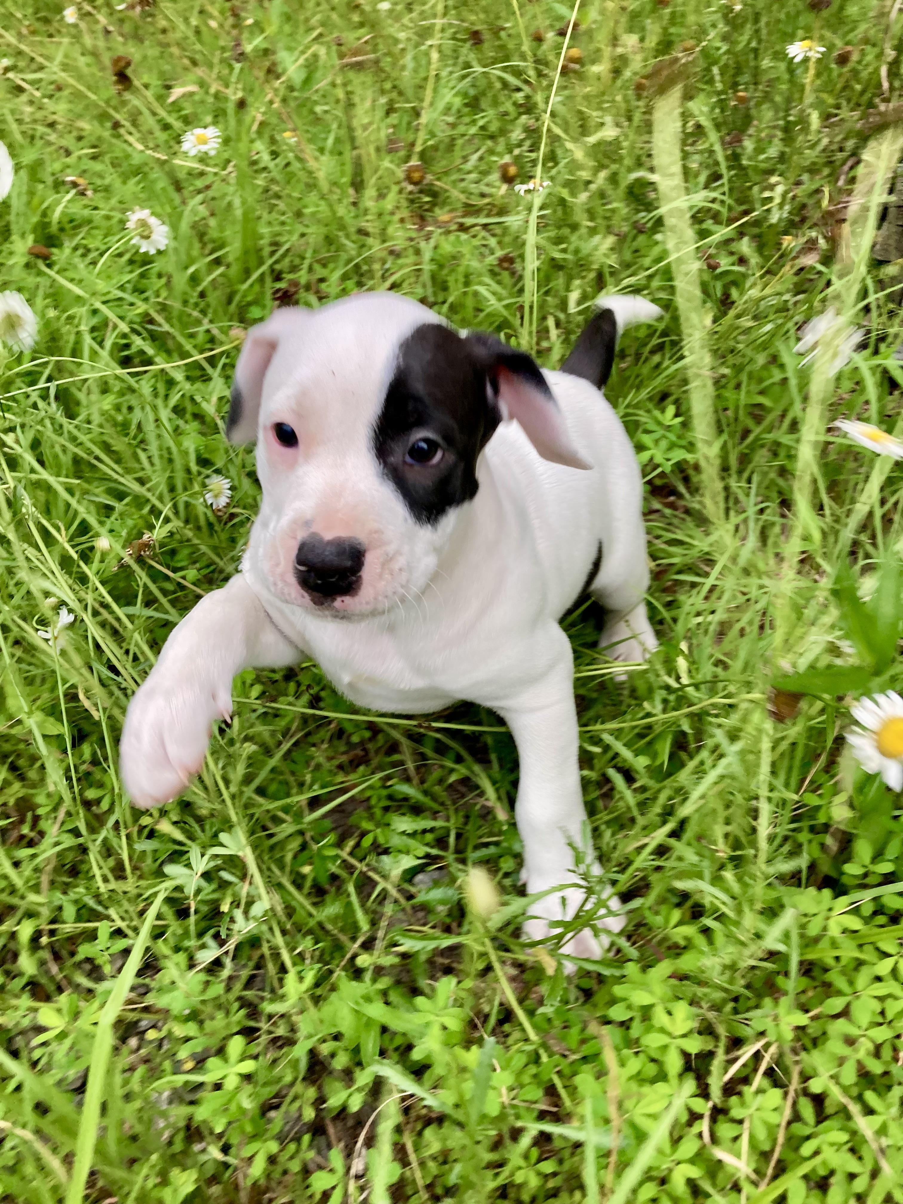 Springer, Baby Female Mixed Breed