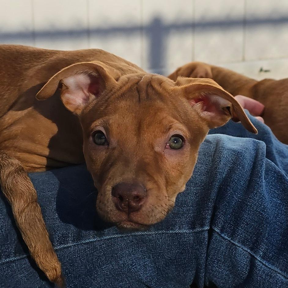 Ruby, Adoptable, Puppy Female Mixed Breed.