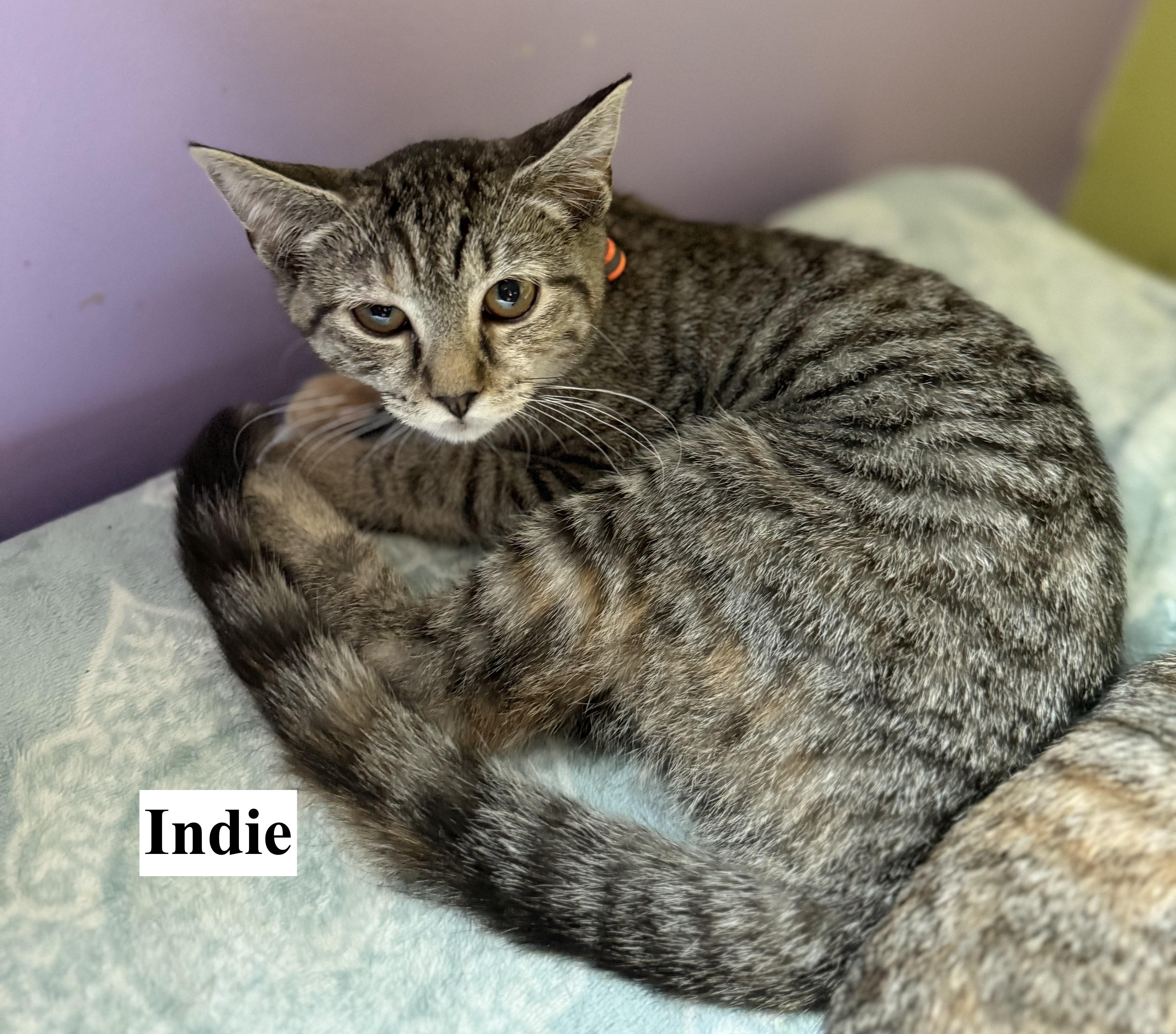 Indie