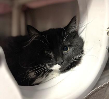 Maeve, ADOPTABLE, Young Female Domestic Long Hair.