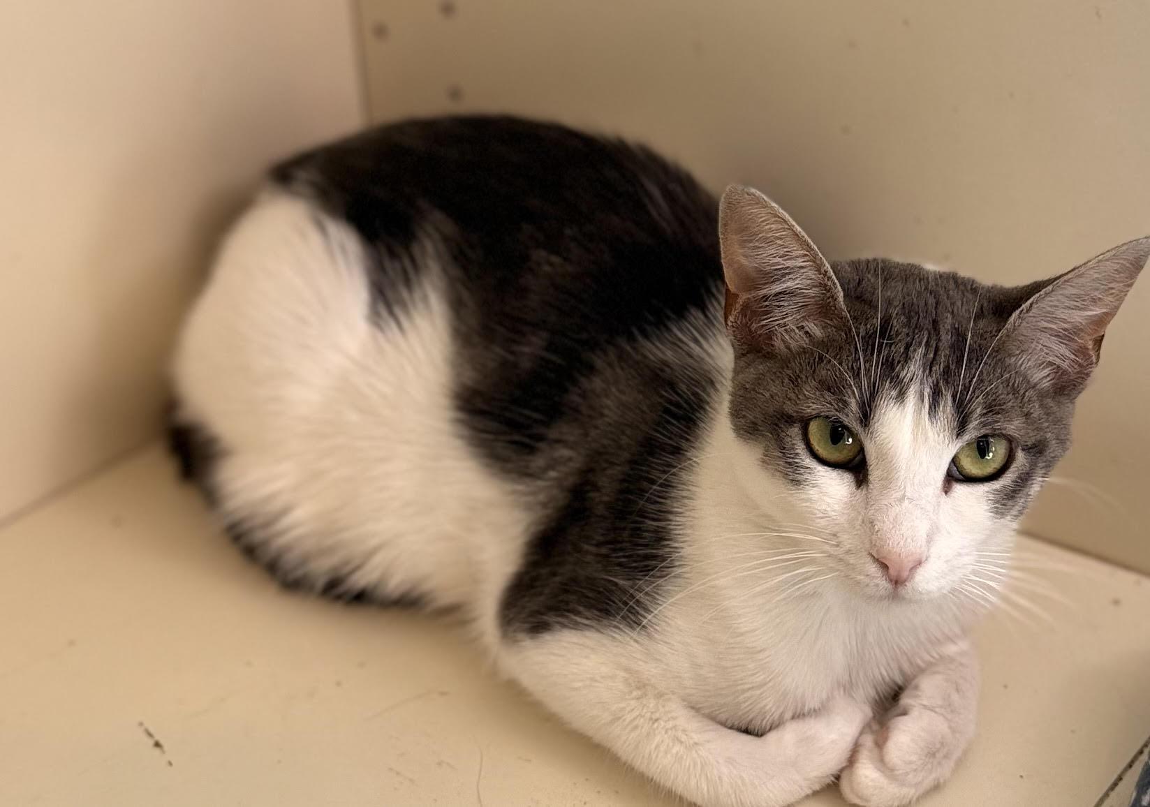 Enlarge GriffenRawr, a Adoptable mixed breed in Lacey, WA image 2/3