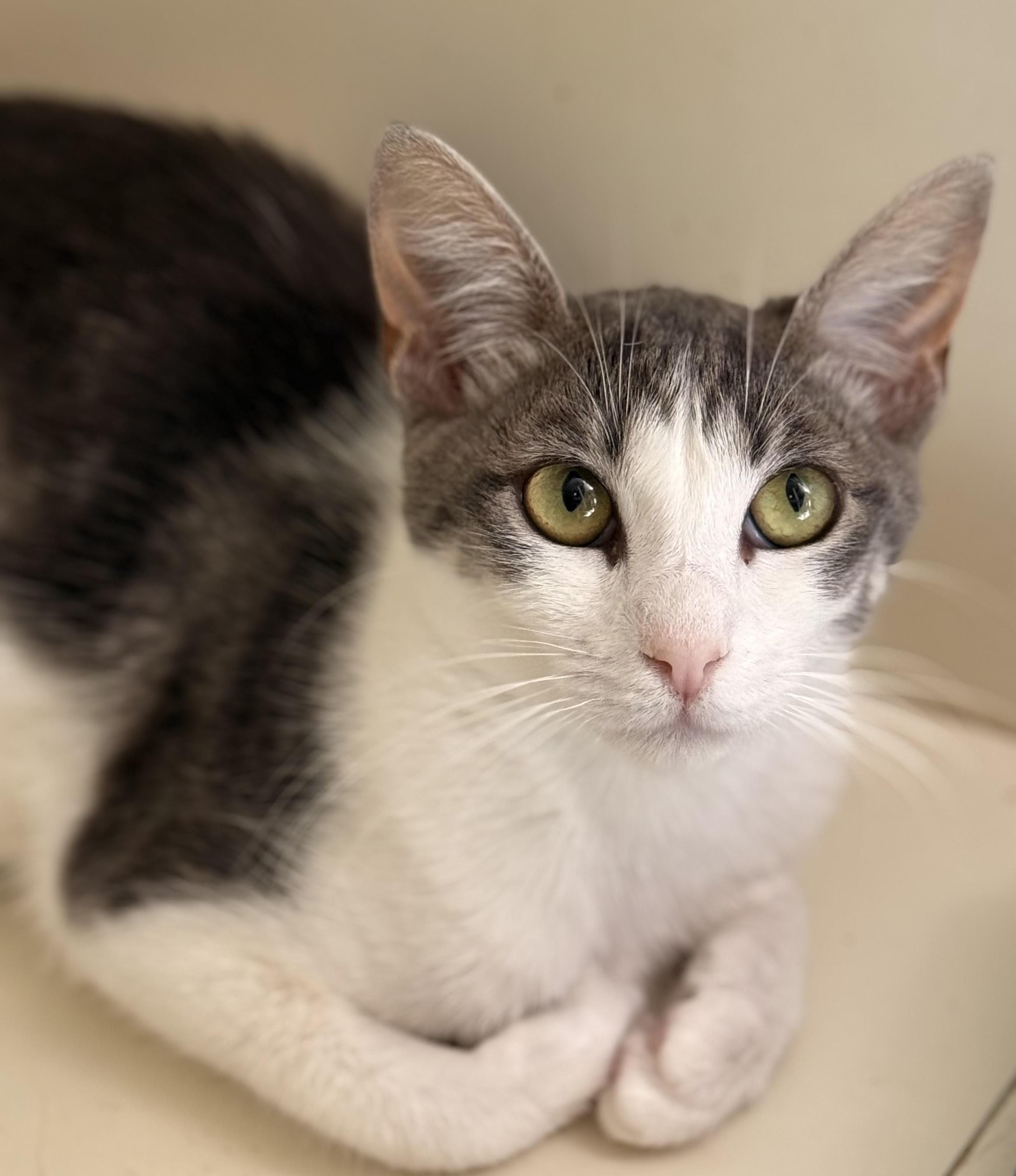 Enlarge GriffenRawr, a Adoptable mixed breed in Lacey, WA image 3/3