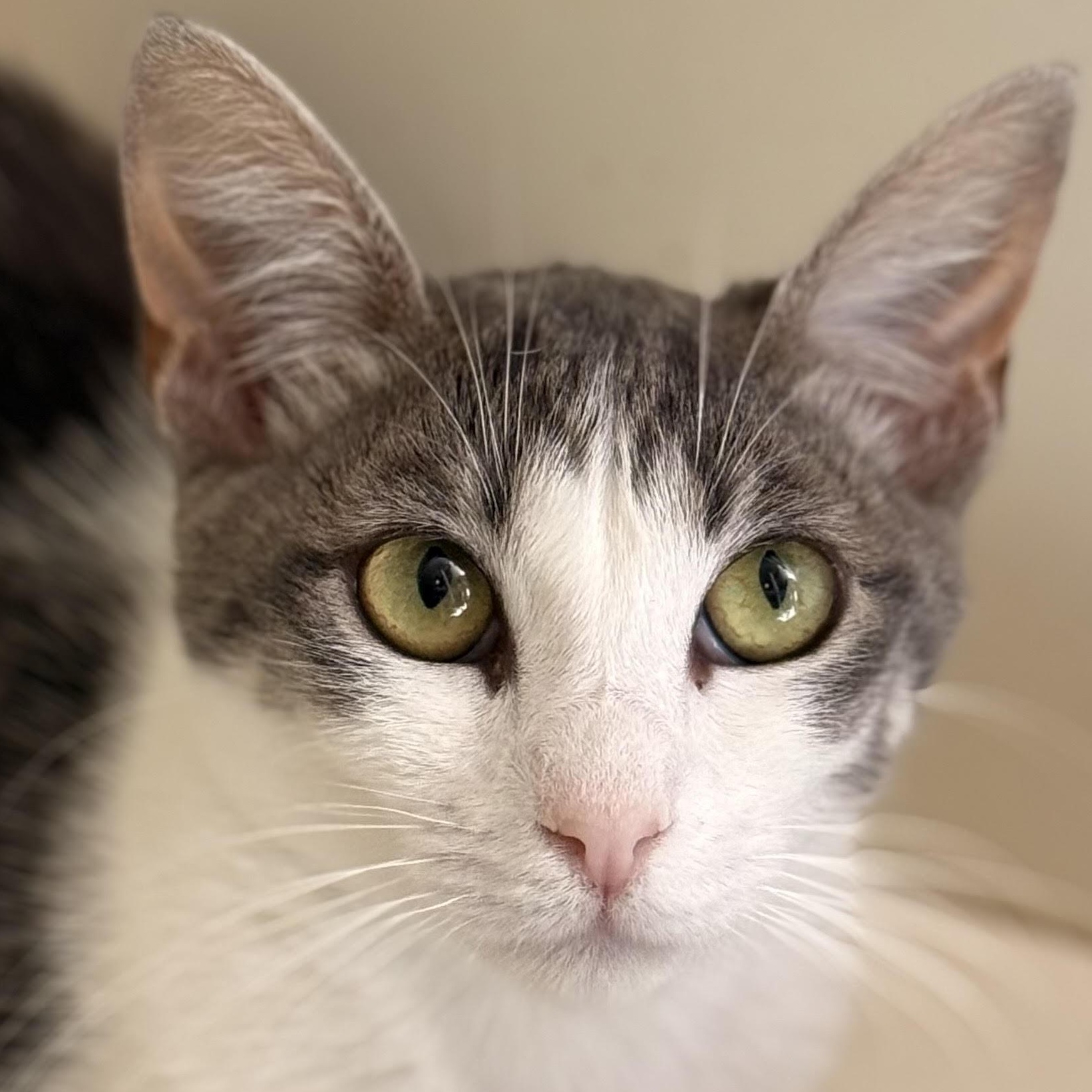 Enlarge GriffenRawr, an adoptable mixed breed in Lacey, WA image 2/4