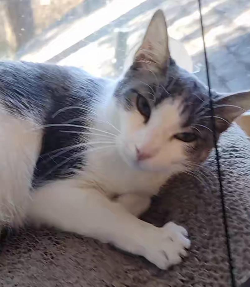 Enlarge GriffenRawr, an adoptable mixed breed in Lacey, WA image 4/4