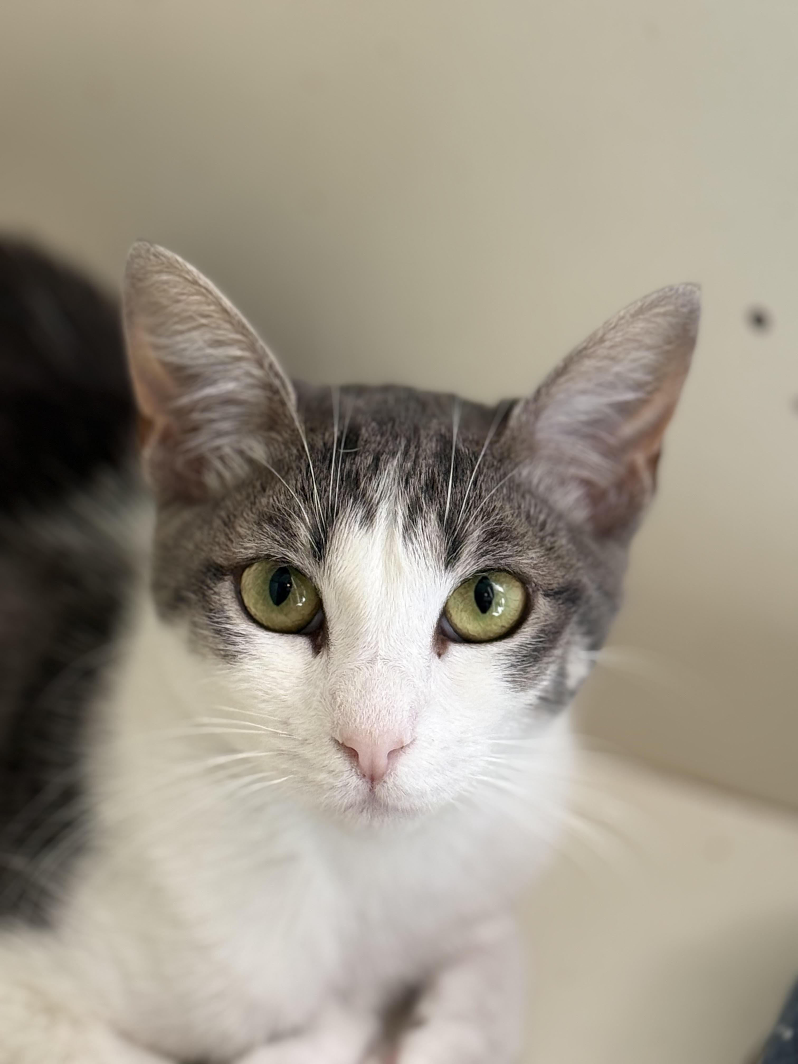 GriffenRawr, Adoptable, Young Female Domestic Short Hair & Tabby.