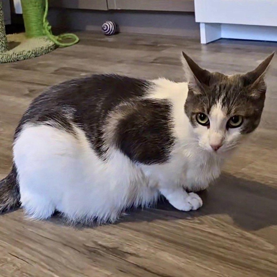 Enlarge GriffenRawr, an adoptable mixed breed in Lacey, WA image 3/4