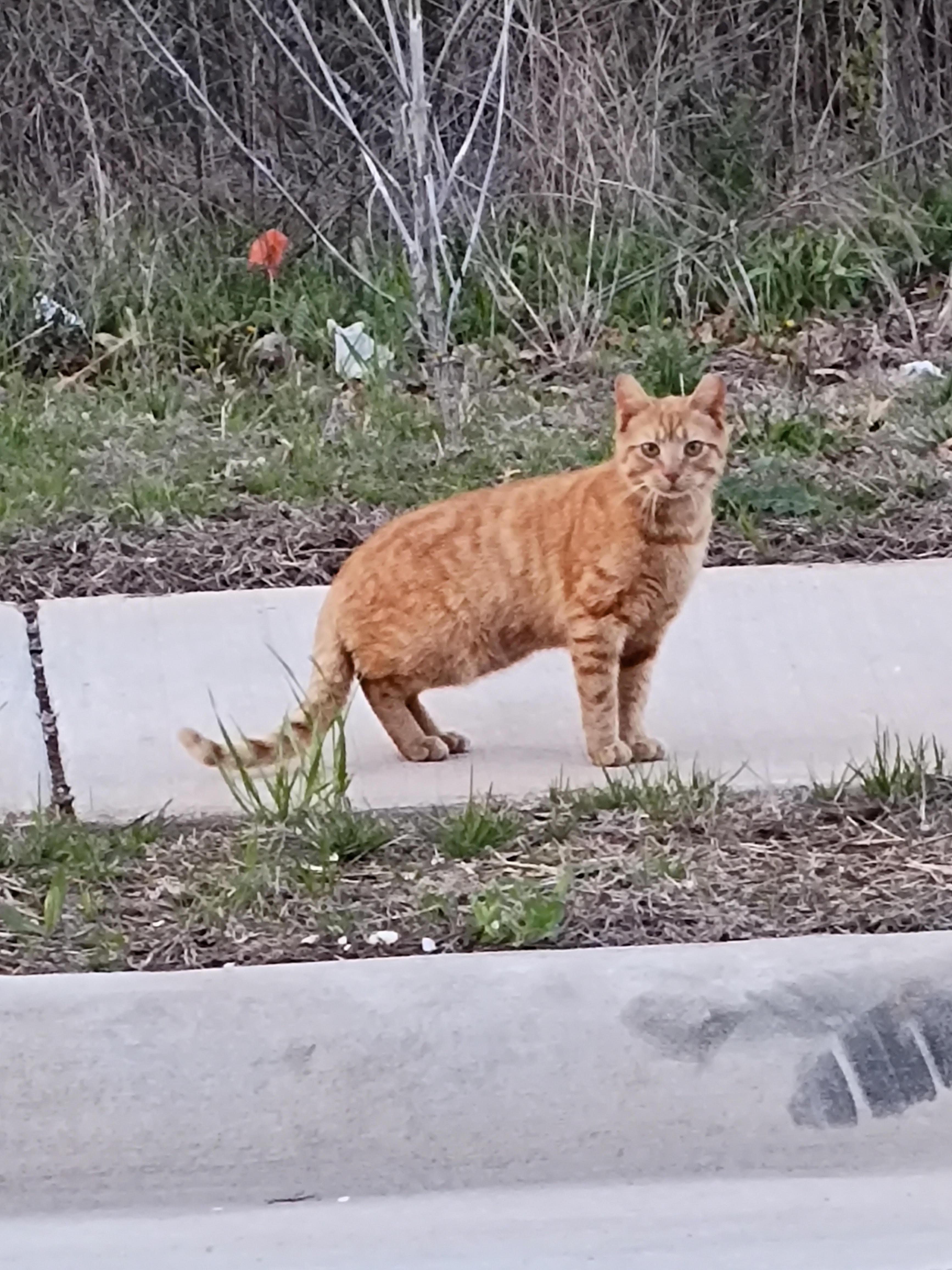 barn cats, Adoptable, Adult Female Domestic Short Hair.
