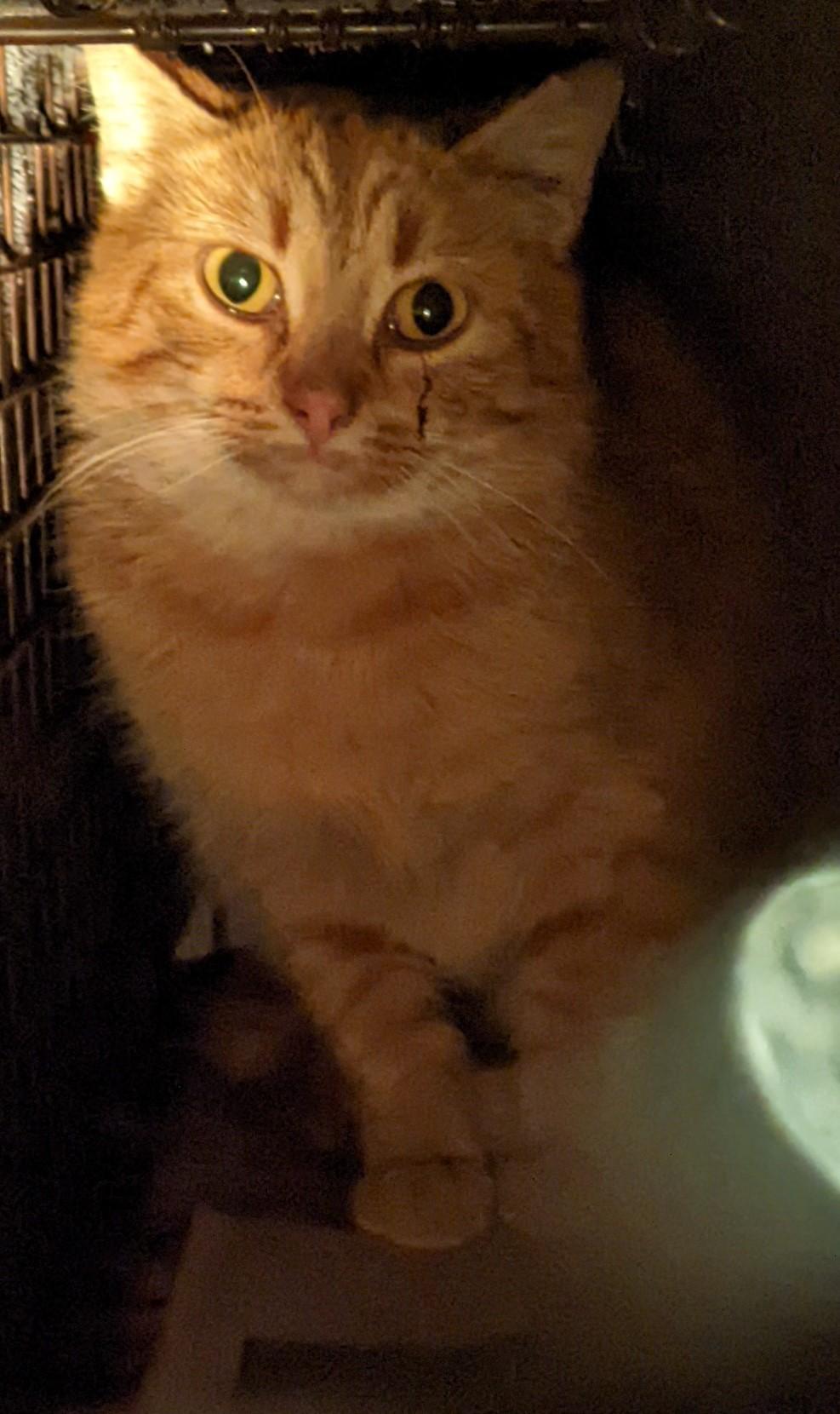 Enlarge barn cats, a Adoptable mixed breed in Haymarket, VA image 4/6