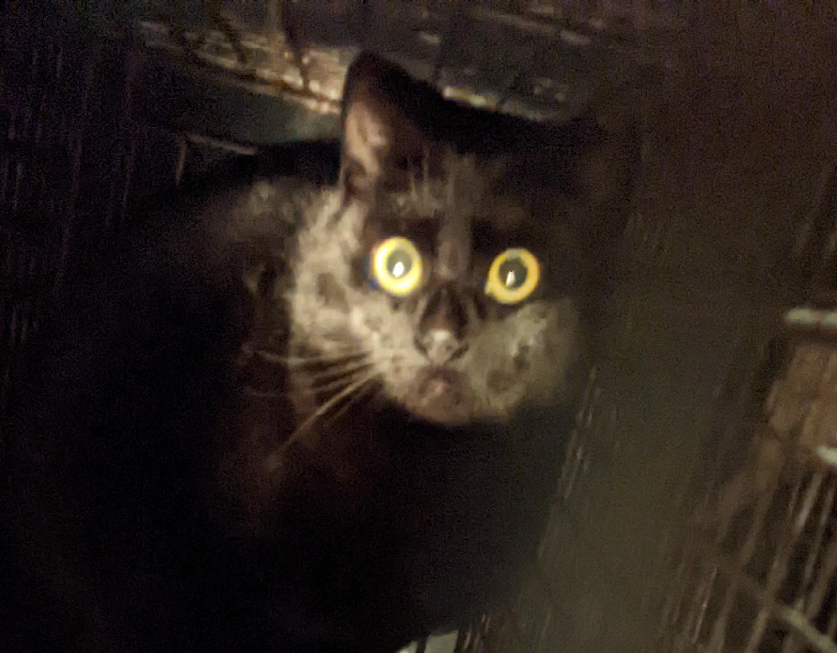 Enlarge barn cats, a Adoptable mixed breed in Haymarket, VA image 5/6