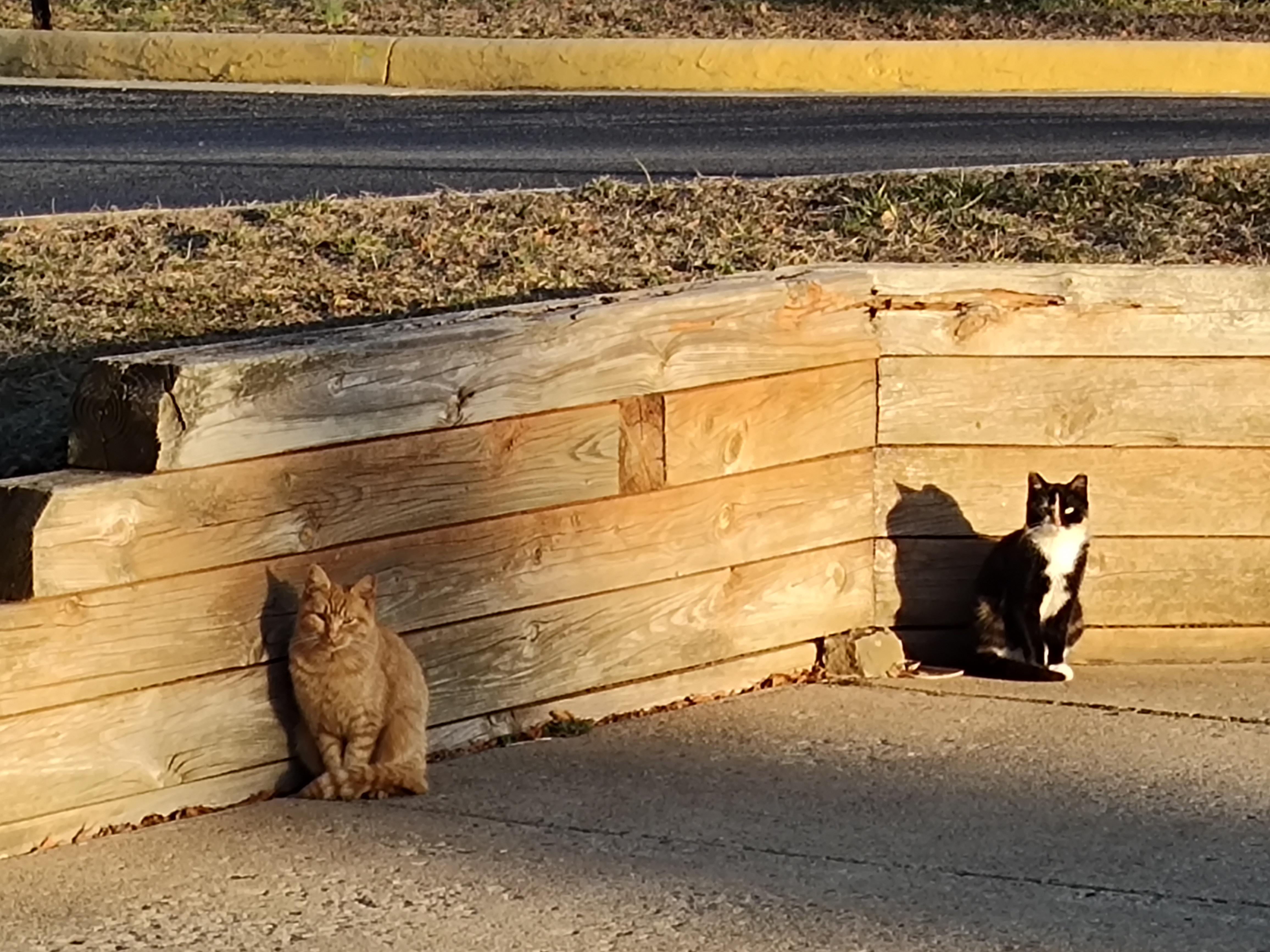 Enlarge barn cats, a Adoptable mixed breed in Haymarket, VA image 6/6