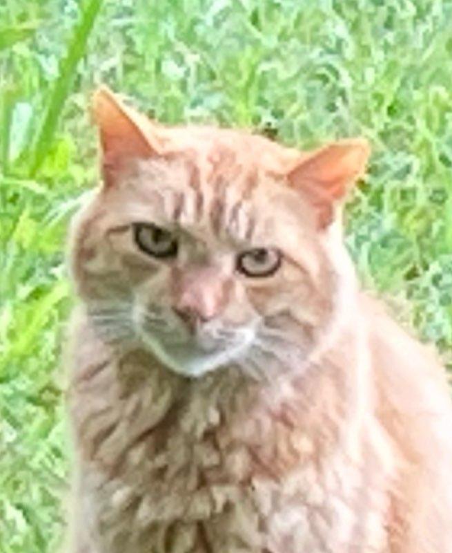 Enlarge barn cats, a Adoptable mixed breed in Haymarket, VA image 2/6
