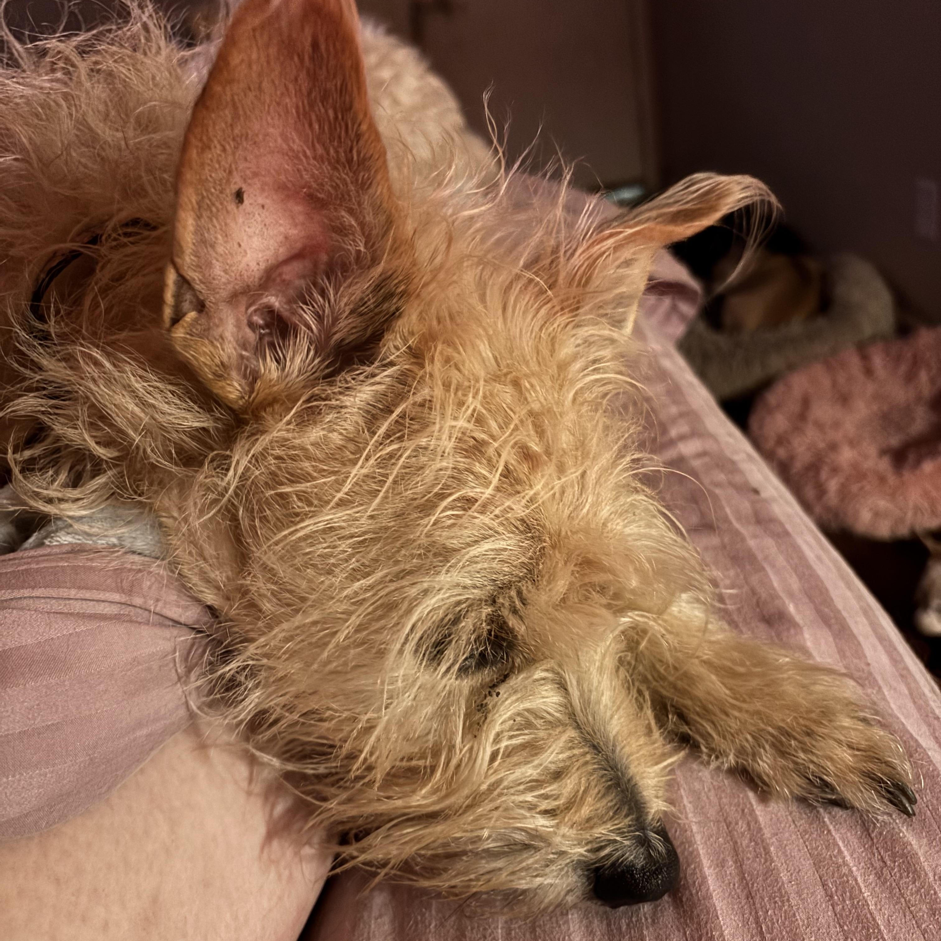 Saba, Adoptable, Adult Male Miniature Schnauzer.