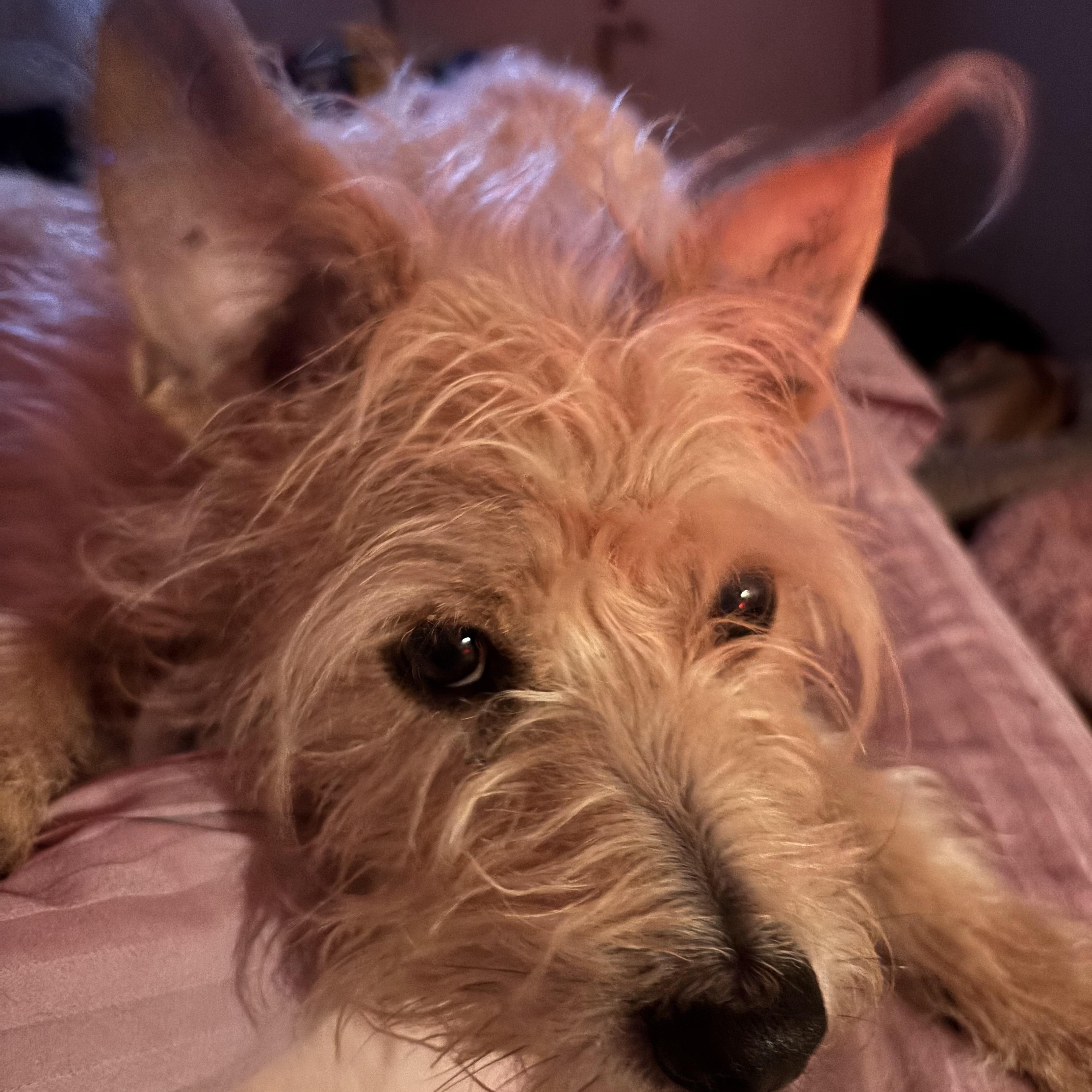 Saba, Adoptable, Adult Male Miniature Schnauzer.