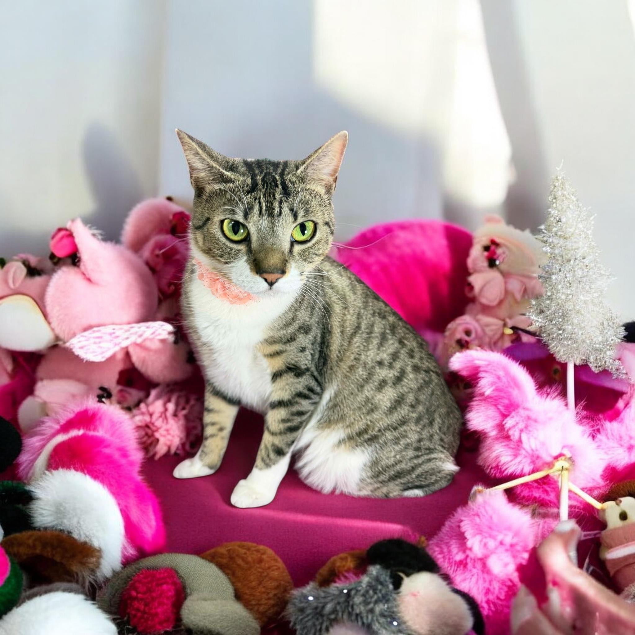 Giana, a ADOPTABLE Tabby in Tavares, FL image 2/3