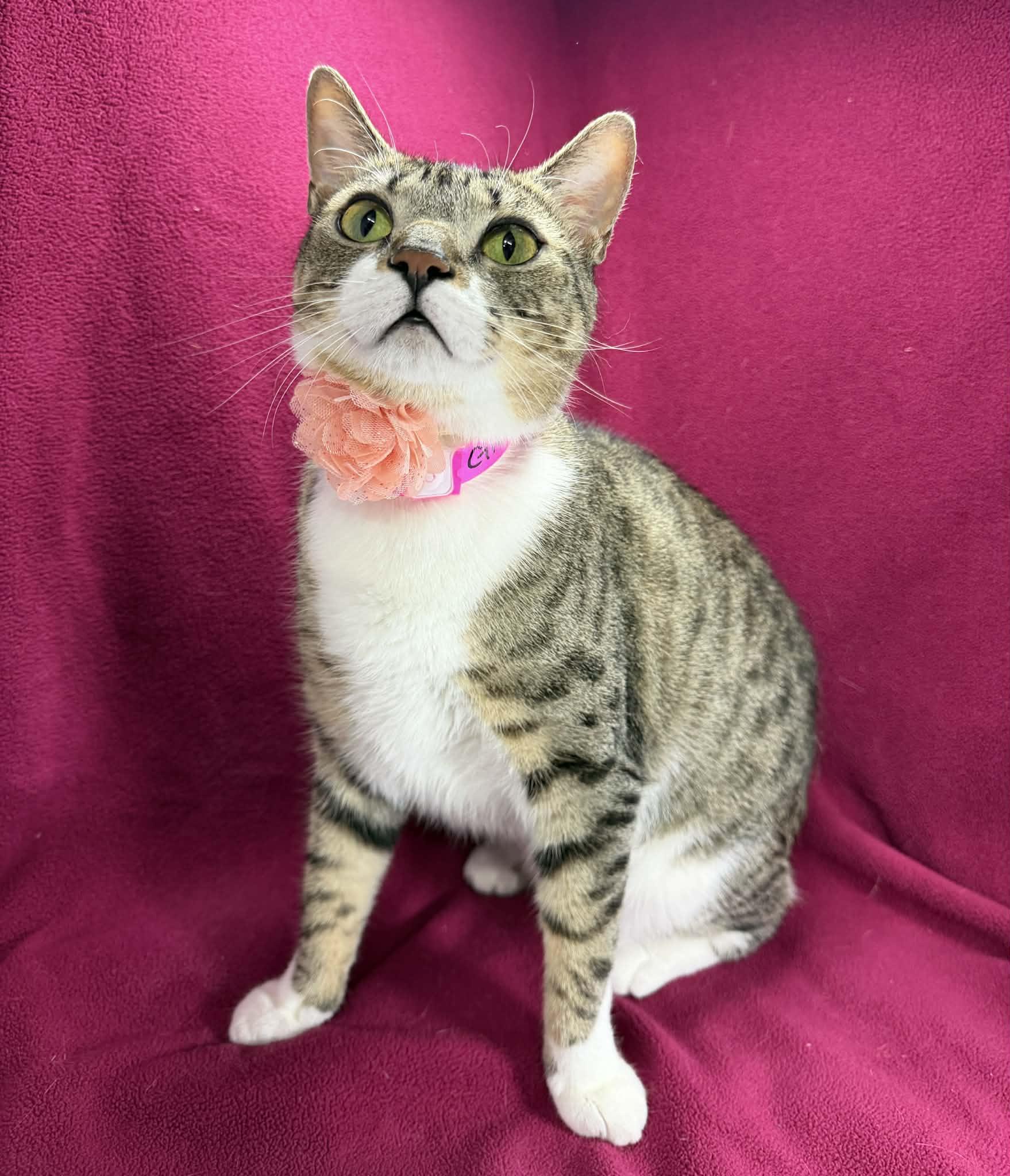 Giana, ADOPTABLE, Adult Female Tabby.