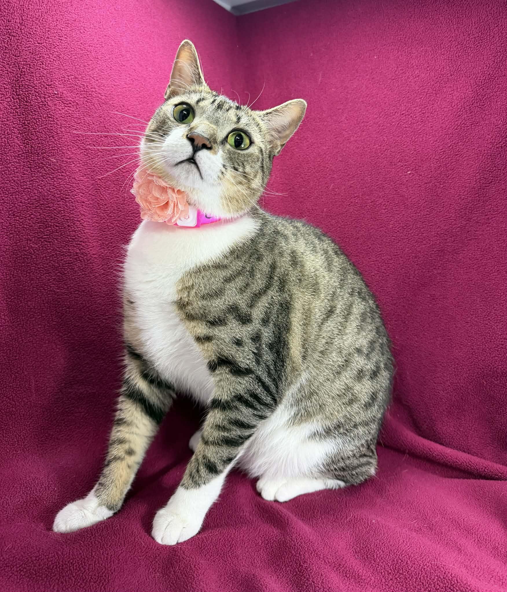 Giana, a ADOPTABLE Tabby in Tavares, FL image 3/3