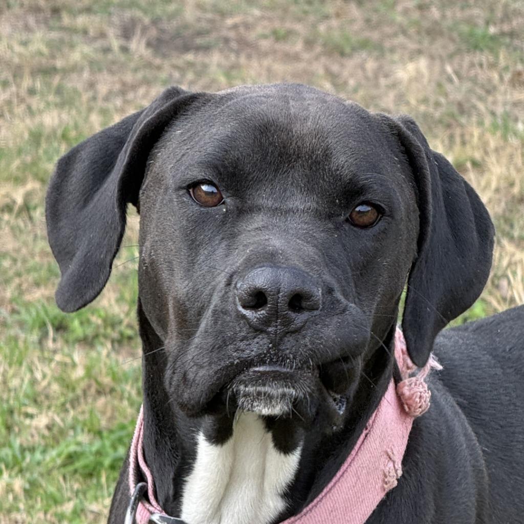 MJ, Adoptable, Young Female Great Dane & Mastiff.