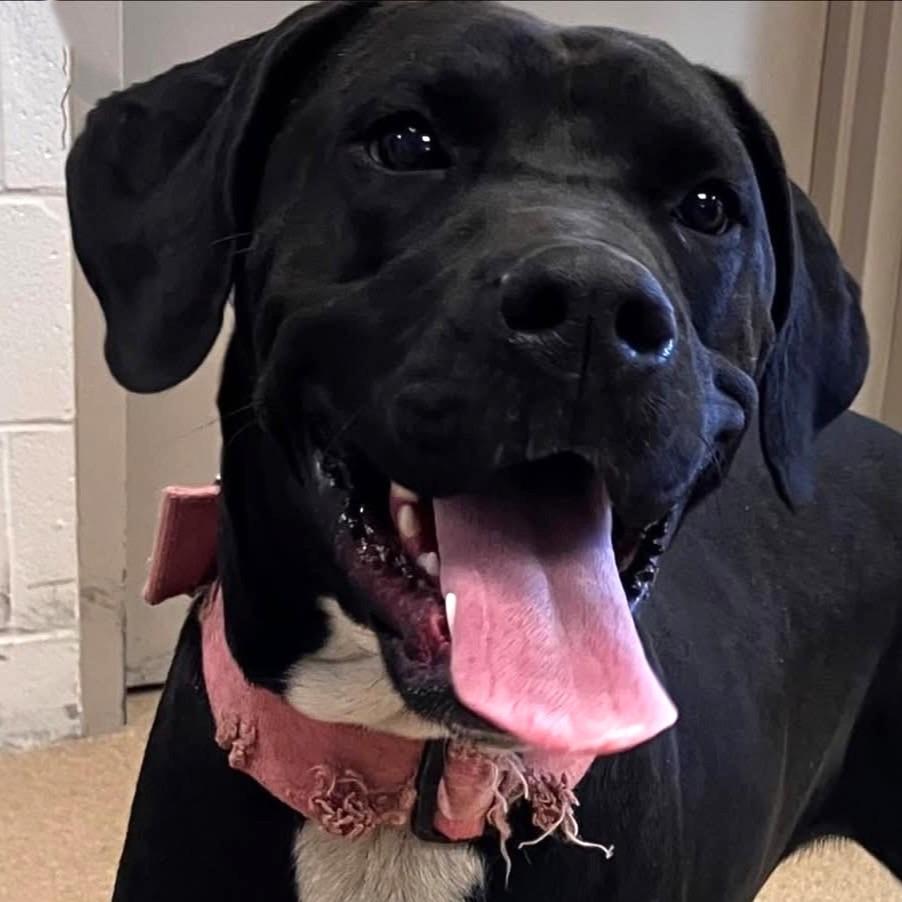 MJ, a Adoptable mixed breed in Brenham, TX image 2/6