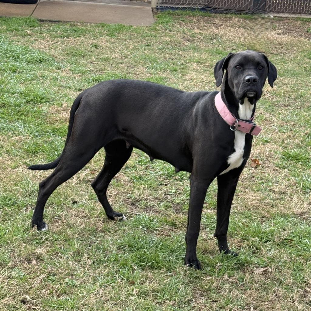 MJ, a Adoptable mixed breed in Brenham, TX image 3/6