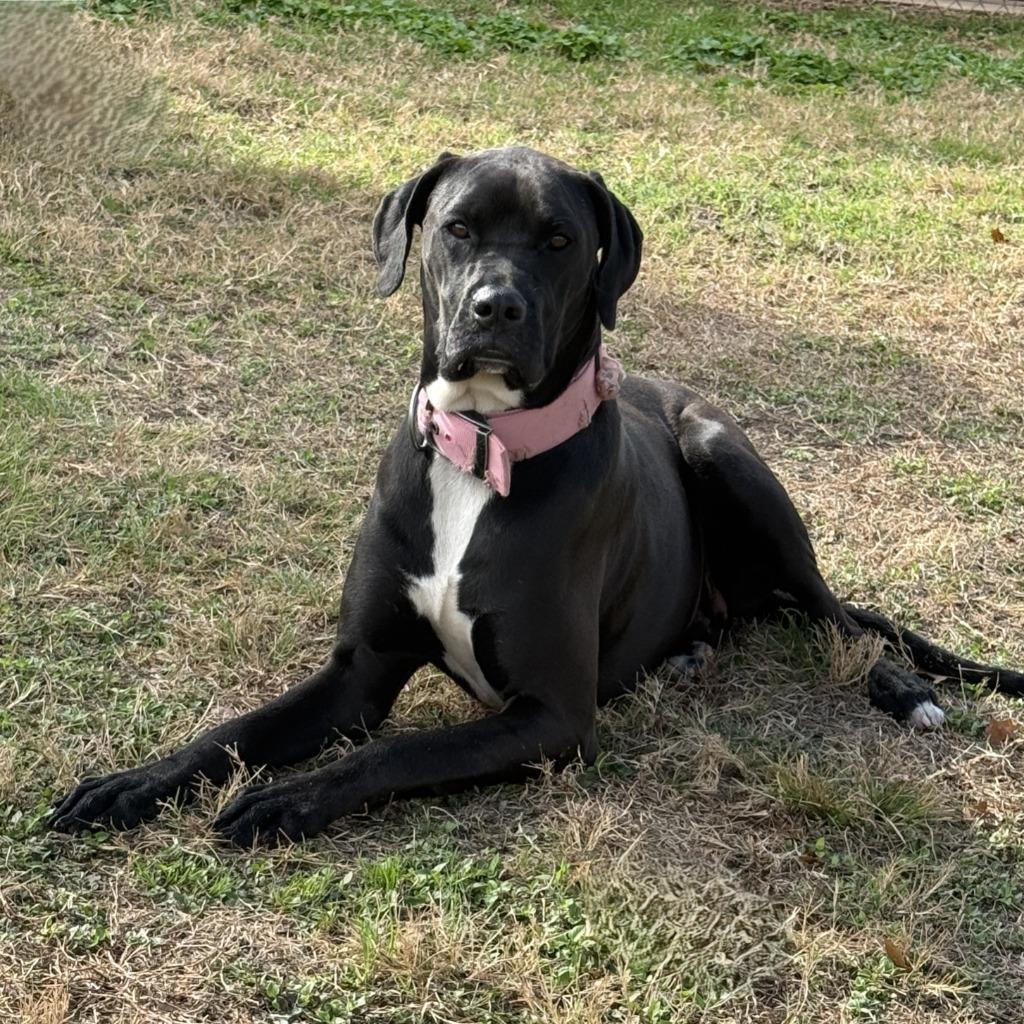 MJ, a Adoptable mixed breed in Brenham, TX image 4/6