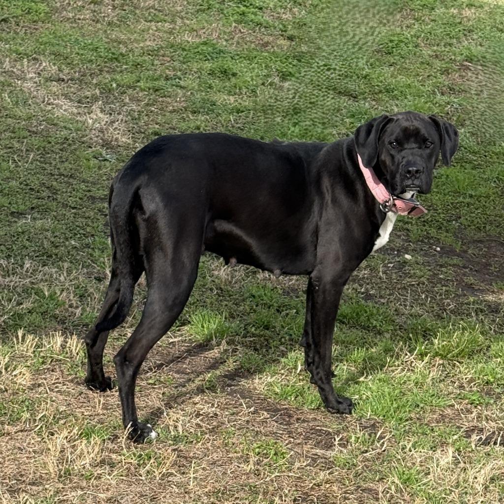 MJ, a Adoptable mixed breed in Brenham, TX image 5/6