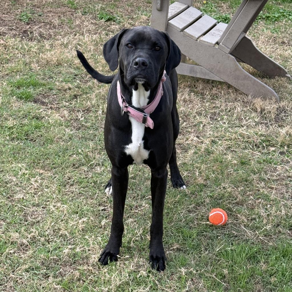 MJ, a Adoptable mixed breed in Brenham, TX image 6/6