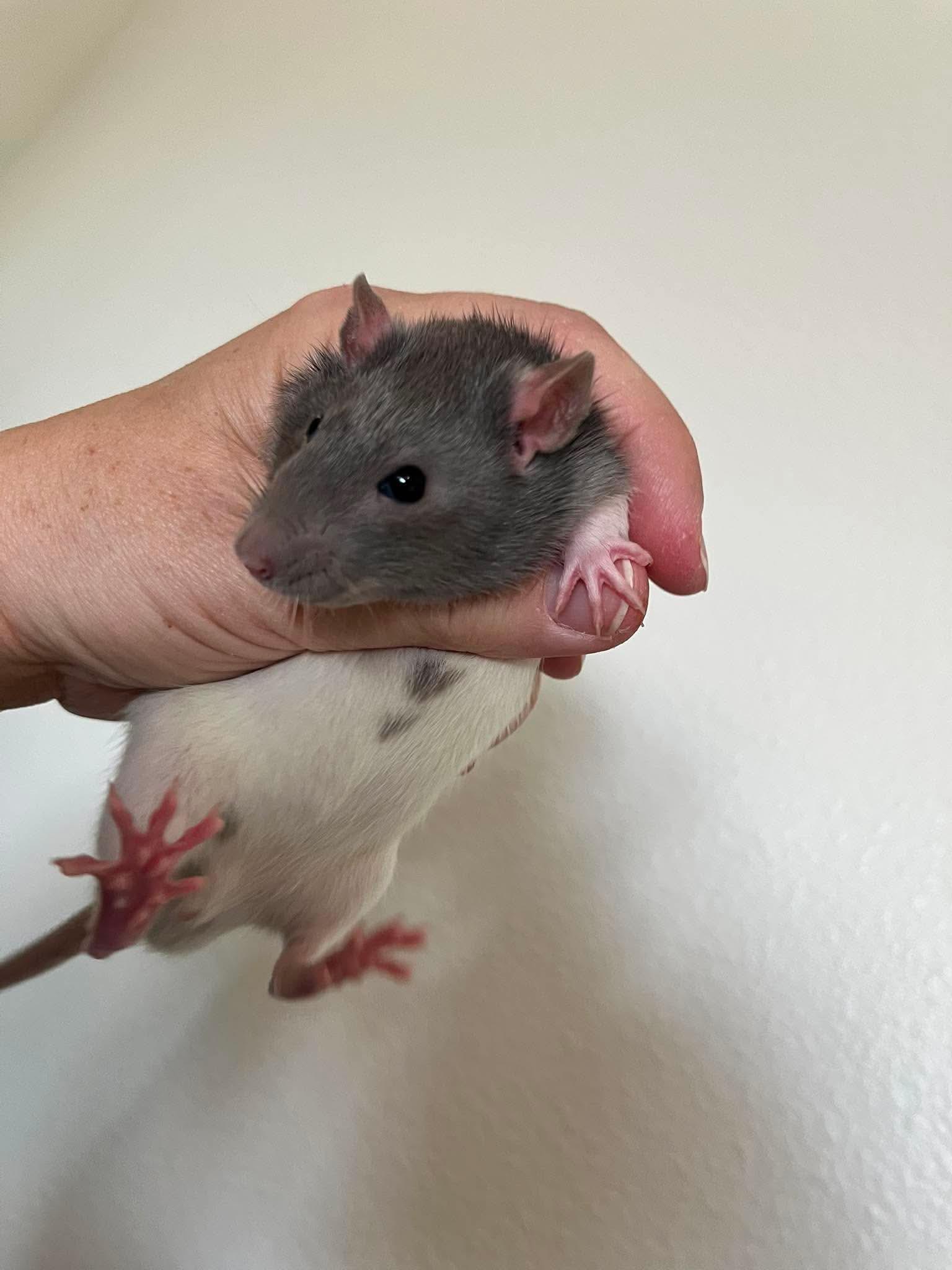 Twister, Jenga , Monopoly, ADOPTABLE, Baby Male Rat.