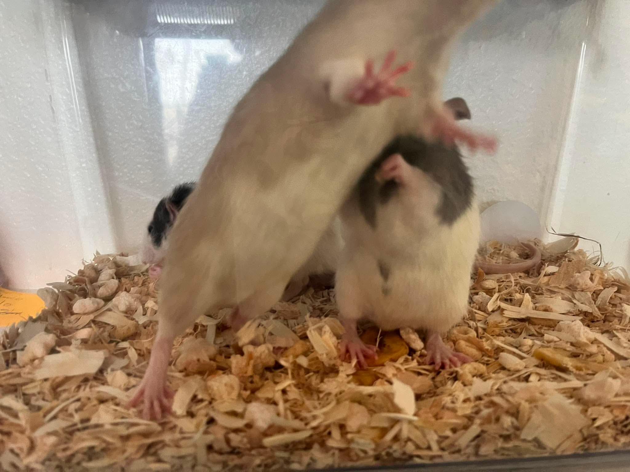 Enlarge Twister, Jenga , Monopoly, a ADOPTABLE Rat in Eugene, OR image 5/5