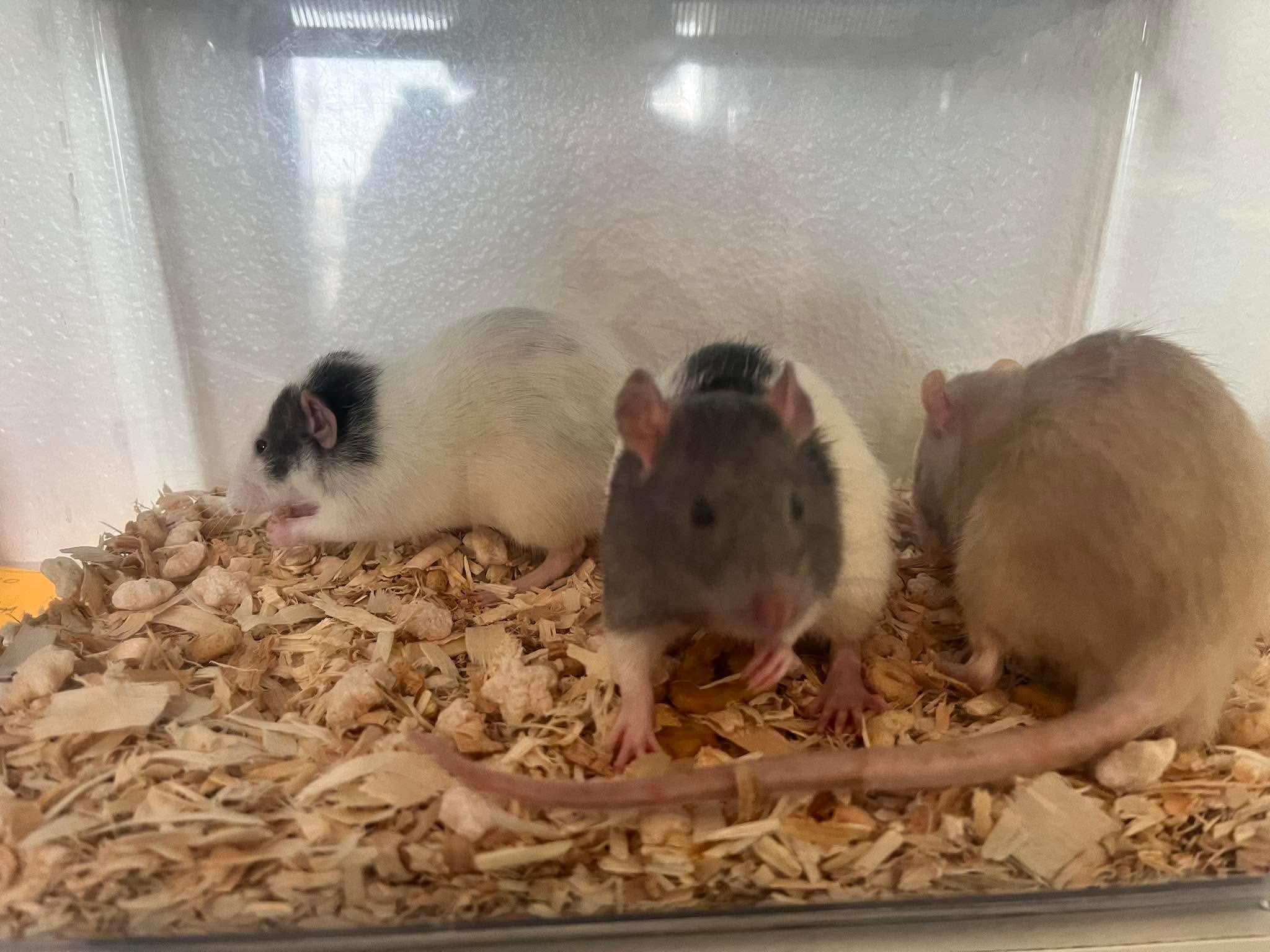 Enlarge Twister, Jenga , Monopoly, a ADOPTABLE Rat in Eugene, OR image 4/5