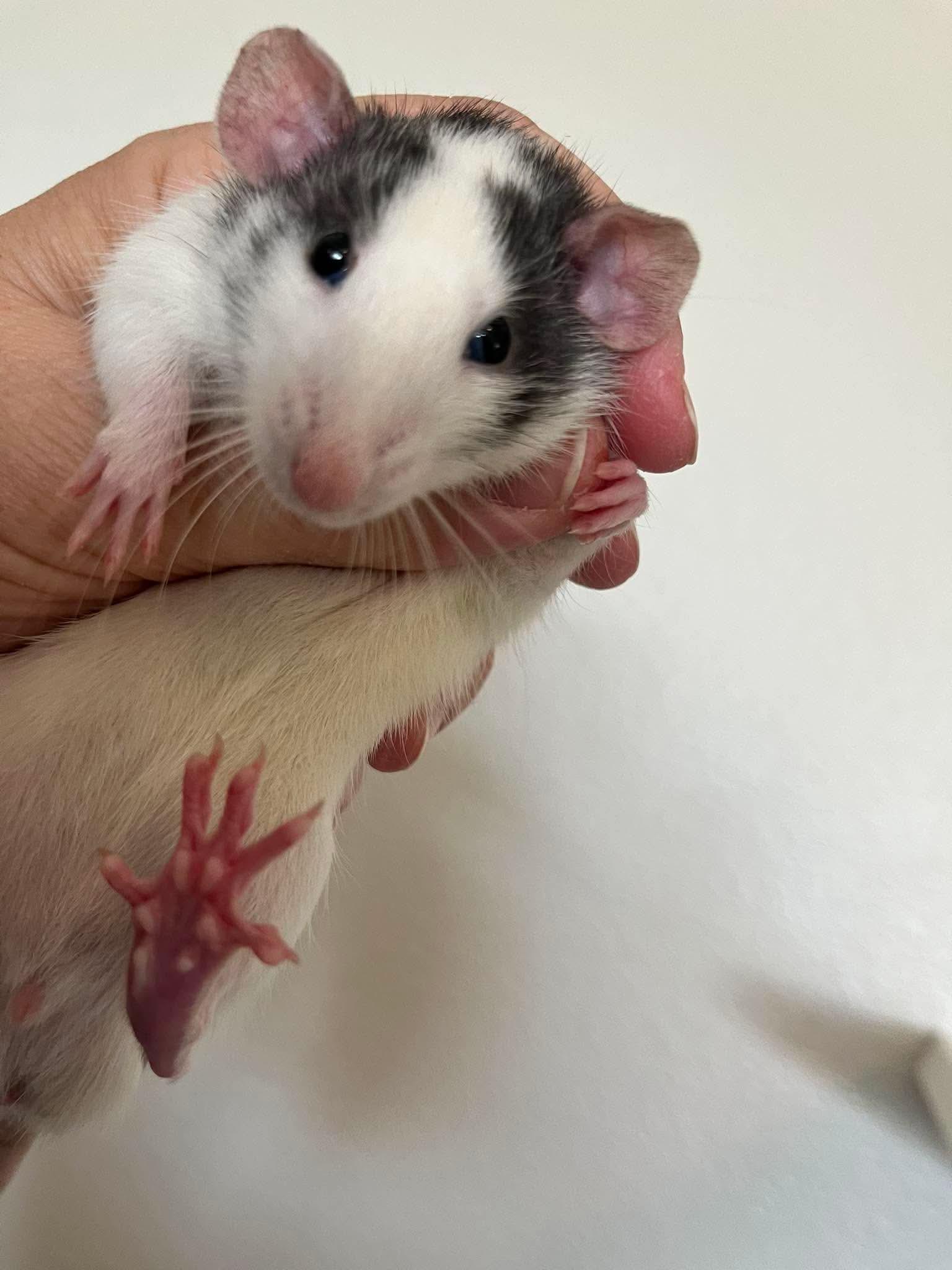 Enlarge Twister, Jenga , Monopoly, a ADOPTABLE Rat in Eugene, OR image 3/5