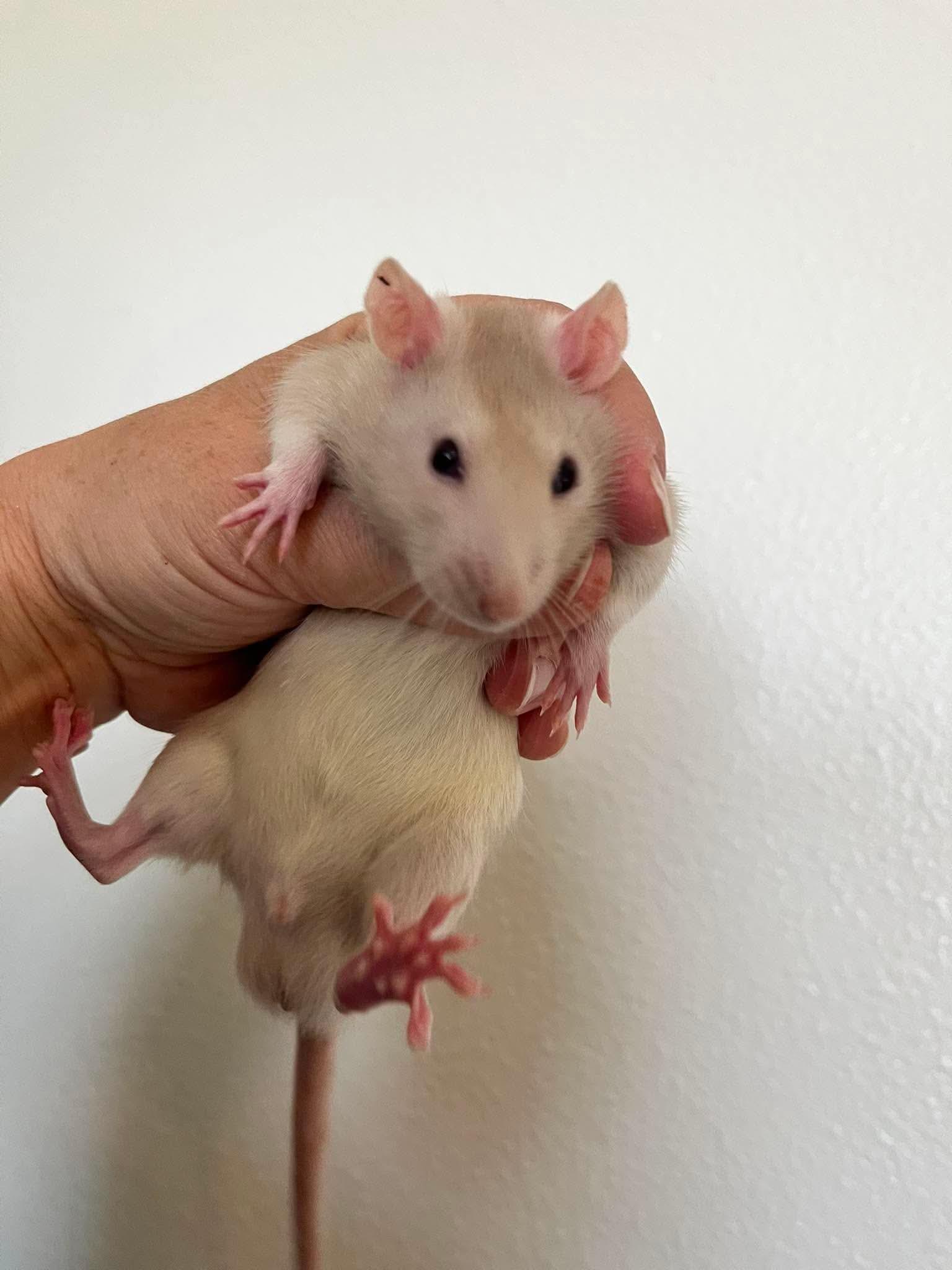 Enlarge Twister, Jenga , Monopoly, a ADOPTABLE Rat in Eugene, OR image 2/5
