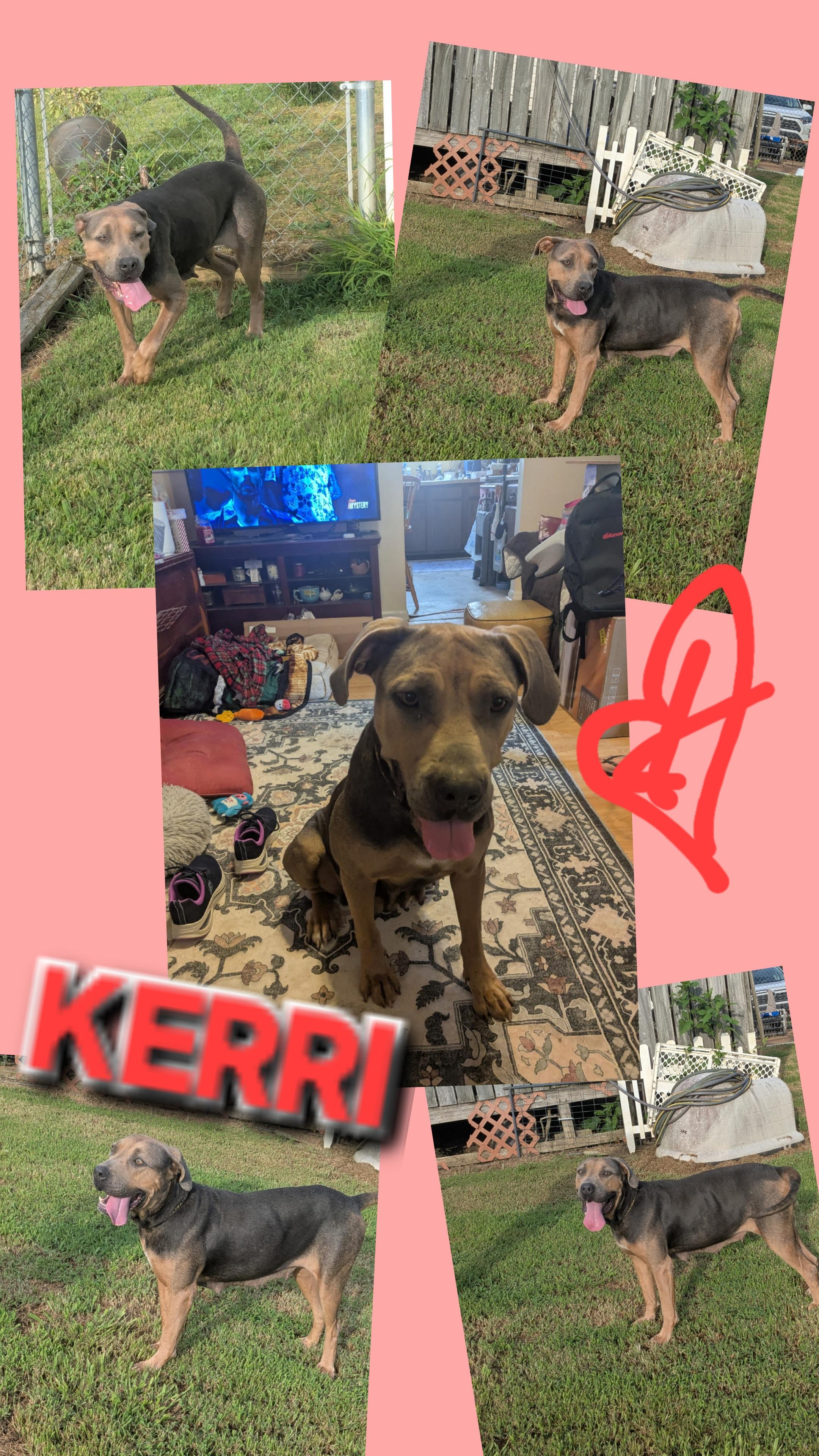 KERRI, Adoptable, Young Female Labrador Retriever & German Shepherd Dog.