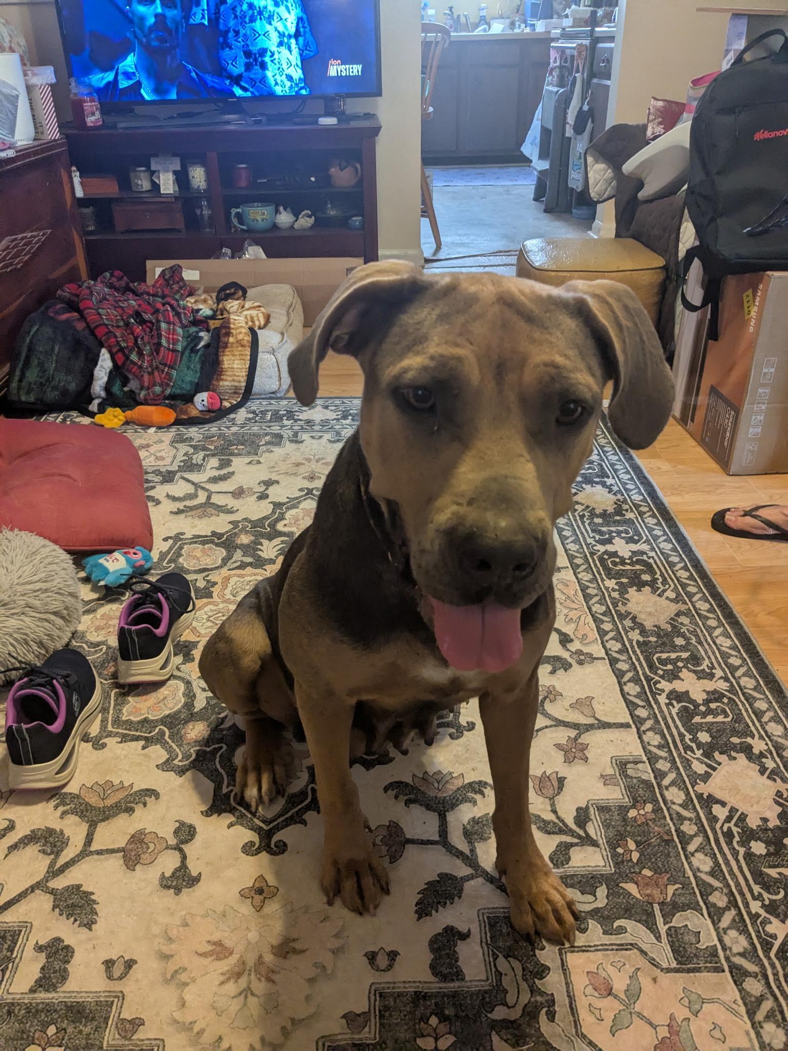 KERRI, Adoptable, Young Female Labrador Retriever & German Shepherd Dog.