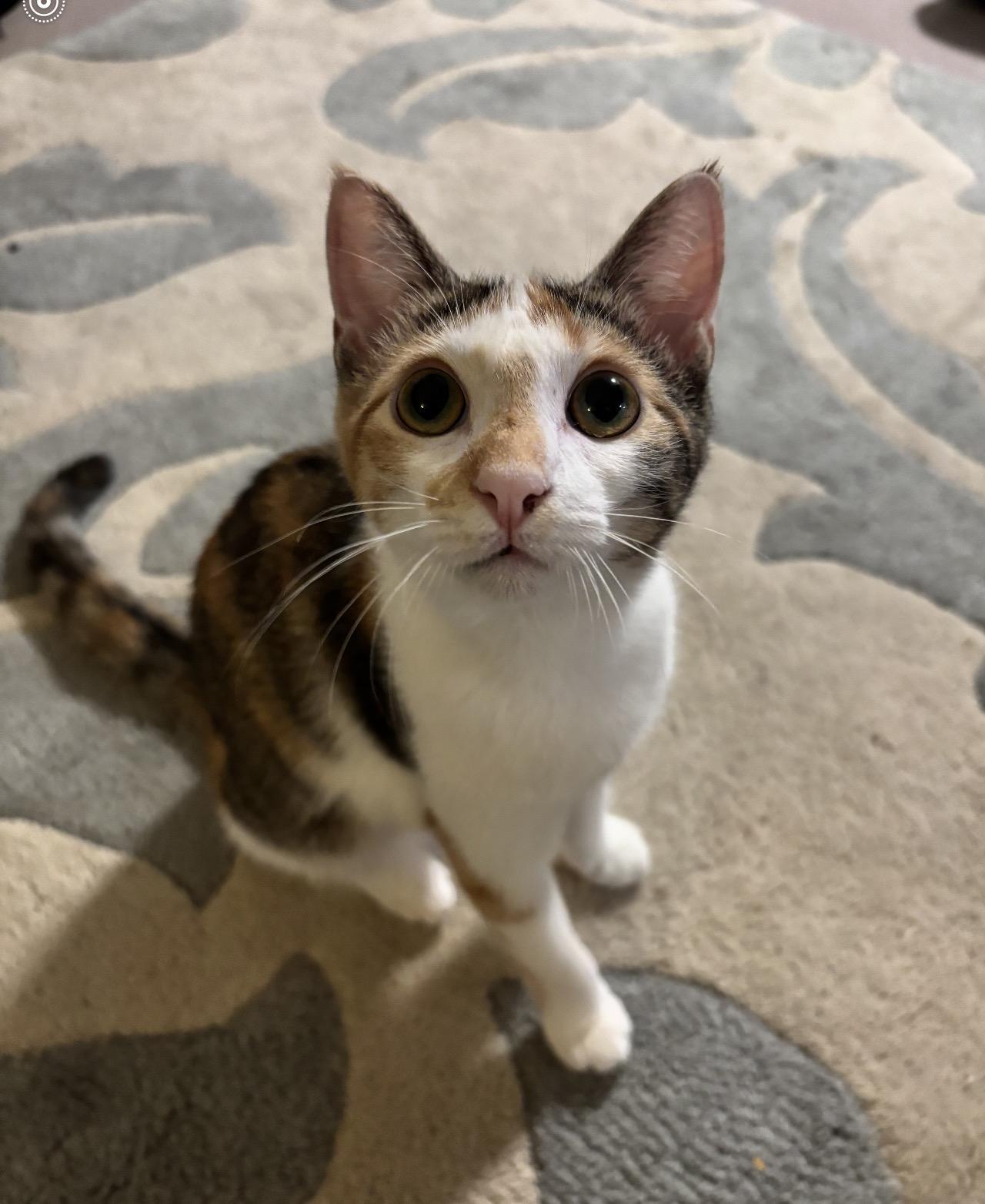 Reba, adopted, Kitten Male American Shorthair.