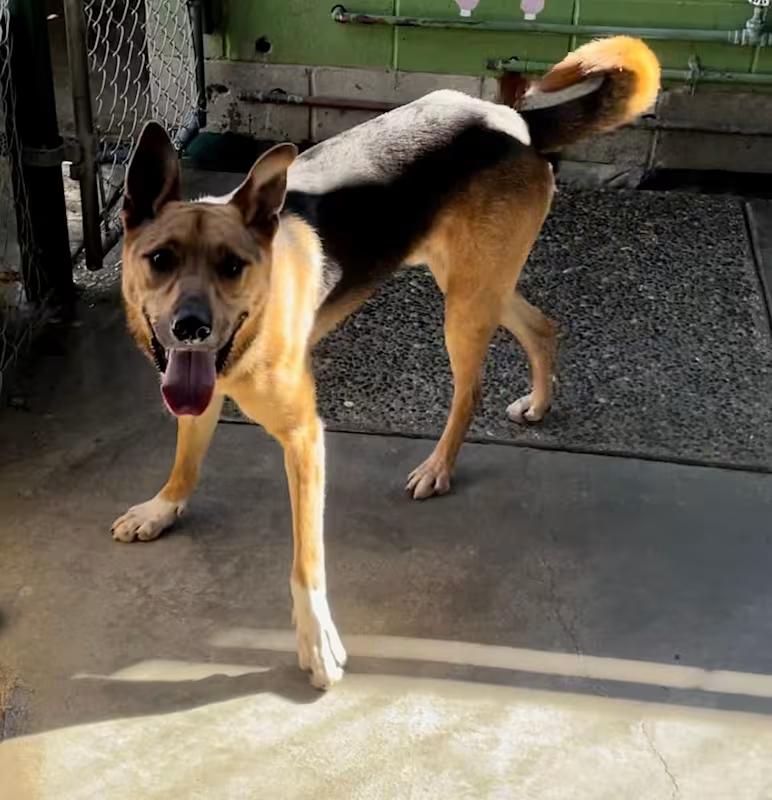 Enlarge Max, a Adoptable mixed breed in Moriarty, NM image 1/4