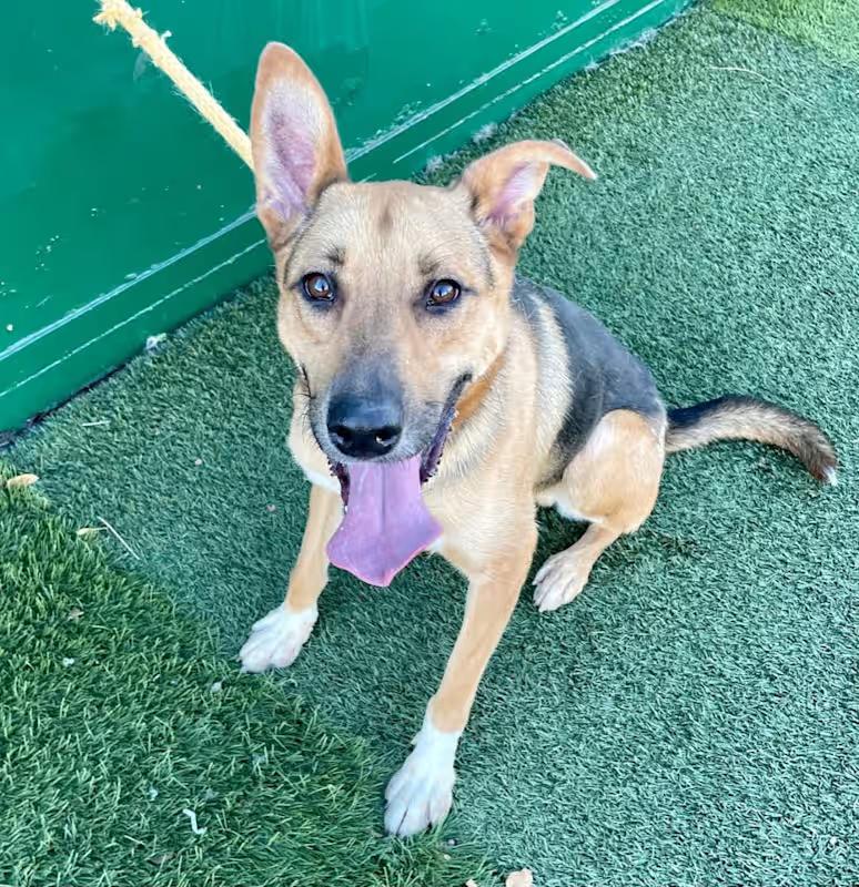 Enlarge Max, a Adoptable mixed breed in Moriarty, NM image 3/4