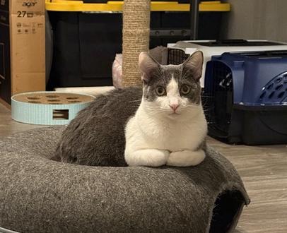 Penelope (Bonded to Pixel Bug), a ADOPTABLE Domestic Short Hair in Fort Worth, TX image 1/4